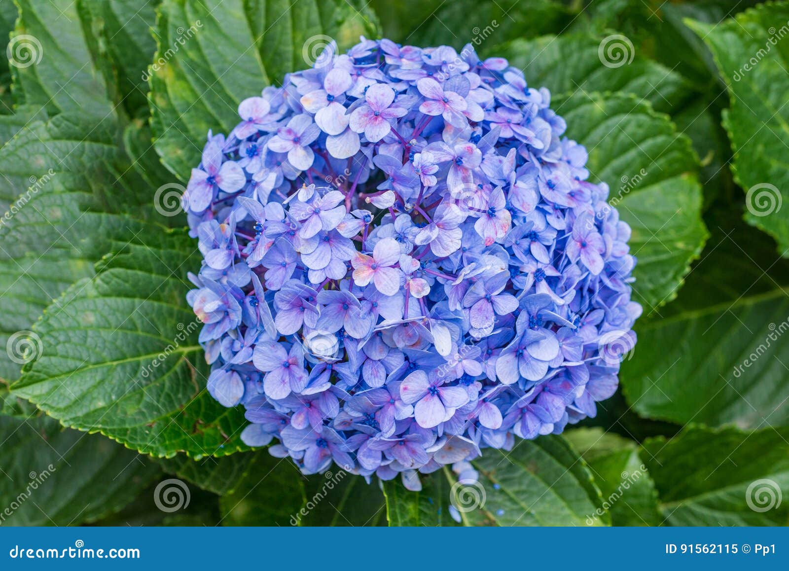 Detalhe Azul Da Planta Da Flor Do Hortensia Da Hortênsia Imagem de Stock -  Imagem de azul, nave: 91562115