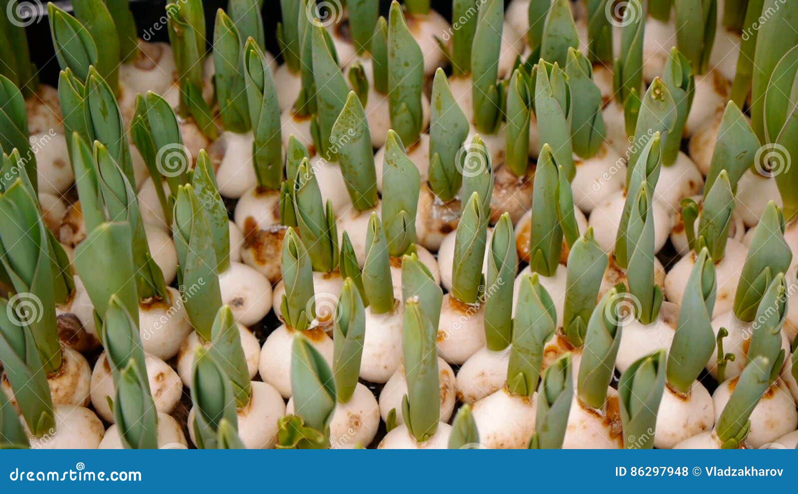 Detalhe De Bulbos Das Tulipas No Mercado Das Flores Filme - Vídeo de venda,  flora: 86297948