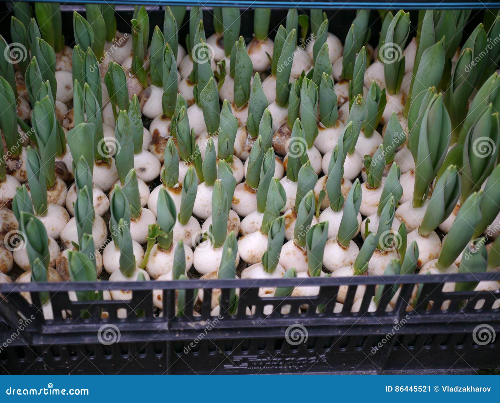 Detalhe De Bulbos Das Tulipas No Mercado Das Flores Imagem de Stock -  Imagem de crescimento, bonito: 86445521