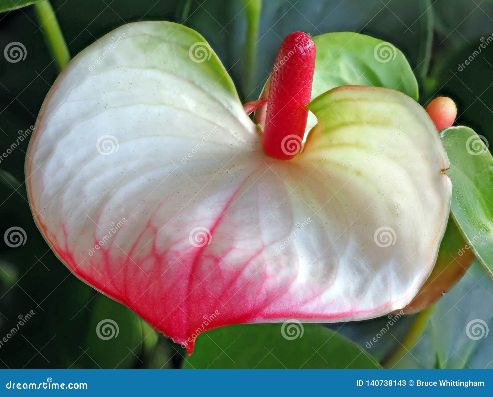 Detalhe De Flor Do Antúrio Com O Estame Vermelho Brilhante Imagem de Stock  - Imagem de flor, estame: 140738143