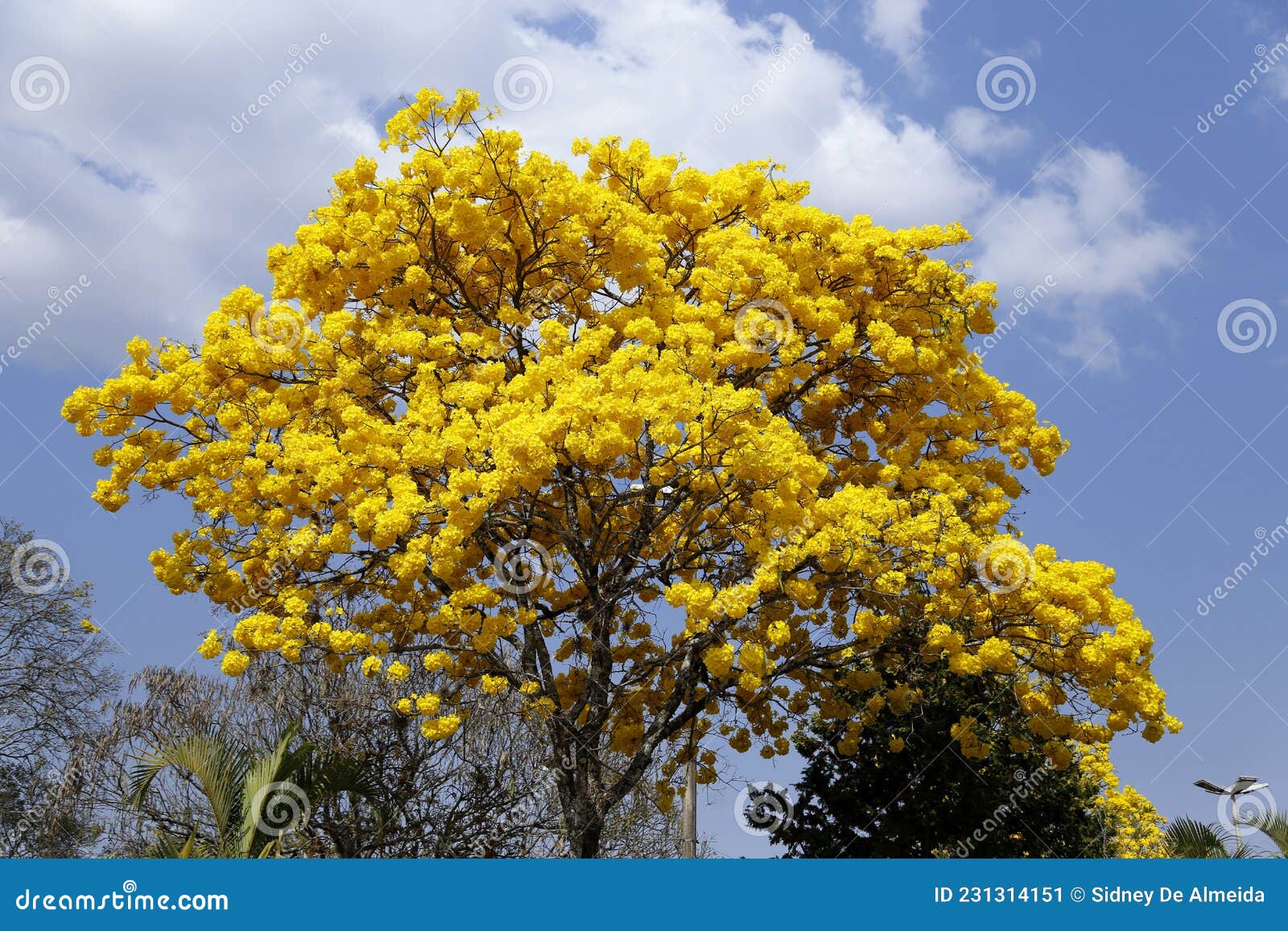 Detalhe De Flor De Ipe Amarelo Com Céu Azul Imagem de Stock - Imagem de  filiais, vivo: 231314151