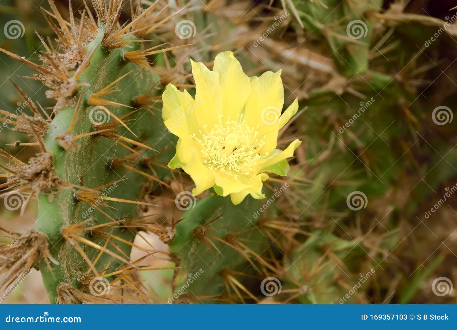 Detalhe Detalhado Da Flor De Cacto Amarelo Do Espinho-da-bárbaro Da Índia,  Espinho-da-pera Picante, Planta Suculenta De Cactus Po Imagem de Stock -  Imagem de joshua, viver: 169357103