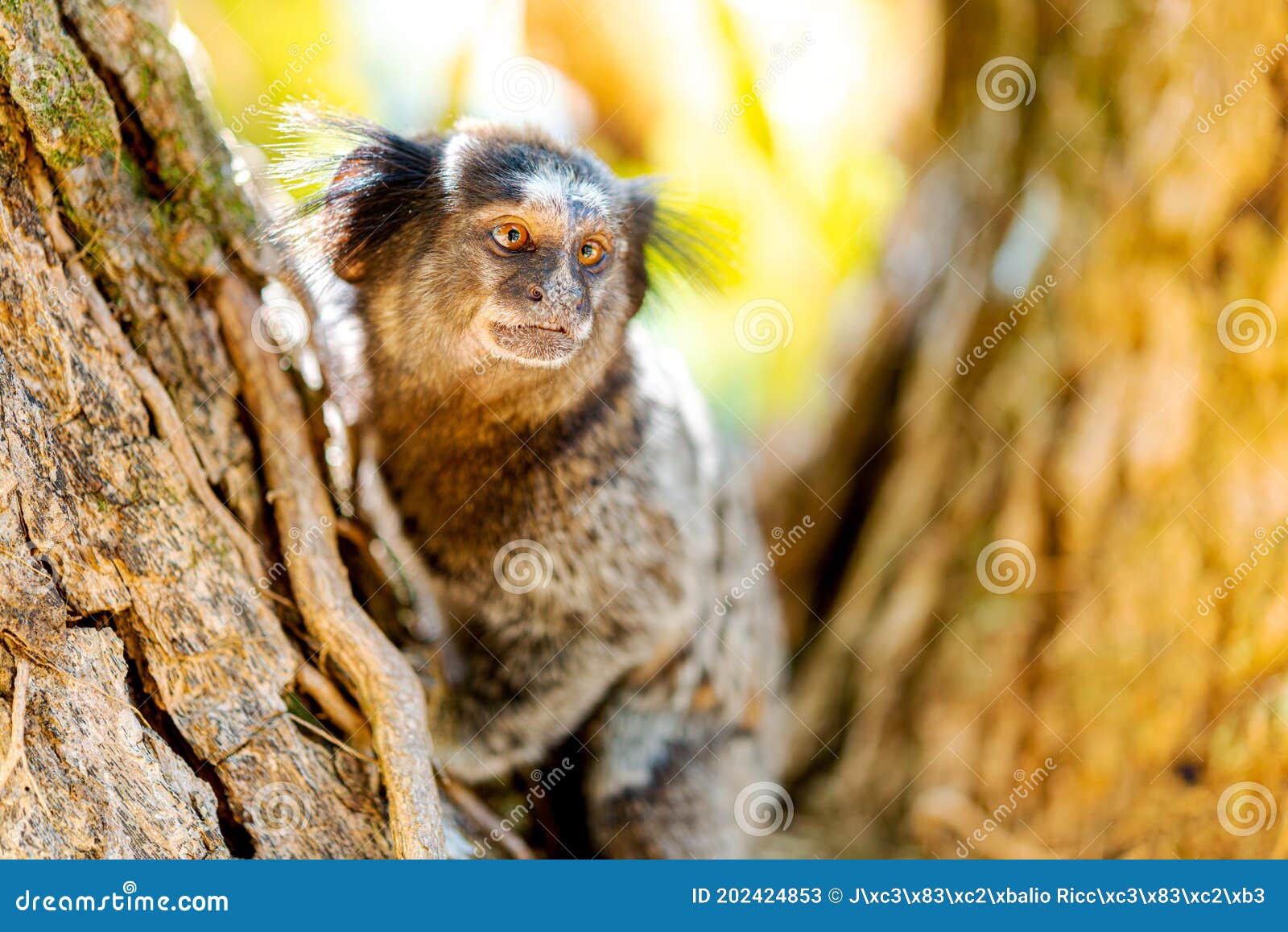 Detalhe Do Macaco-sagui Na árvore. Foco Seletivo Imagem de Stock - Imagem  de primata, animal: 202424853