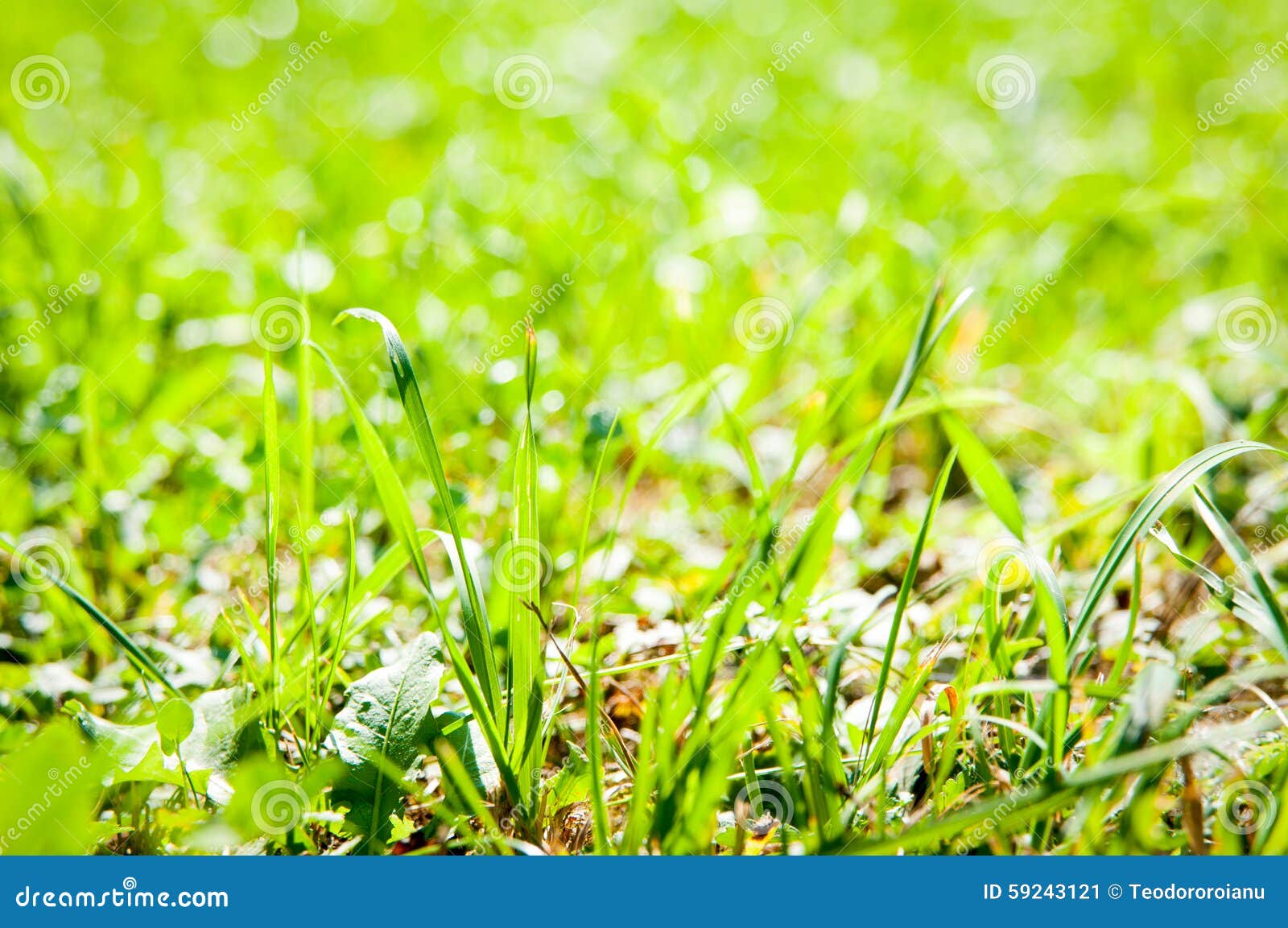 Detalj för gräsfält. Gräs i ett fält i detaljfunktionsläge