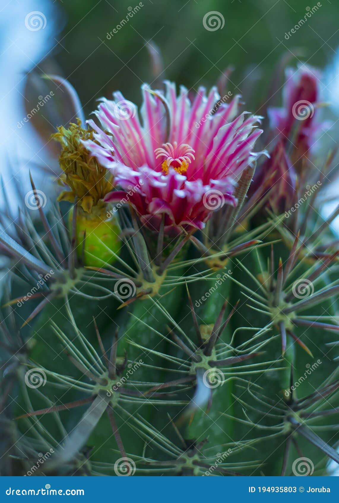 Detalle de flor de cactus imagen de archivo. Imagen de belleza - 194935803 Detalle de flor de cactus imagen de archivo. Imagen de belleza - 194935803