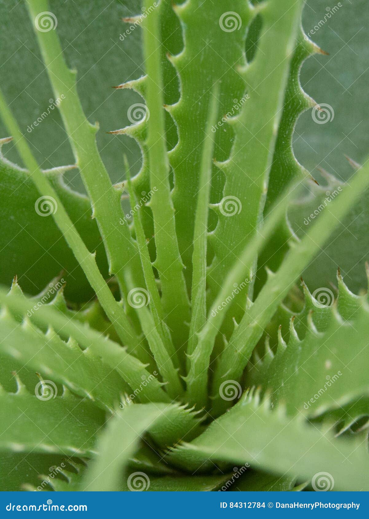 Le Api Di Alessandra Apicolturapiante Officinali E Le Api Di Alessandra Apicolturapiante Officinali E