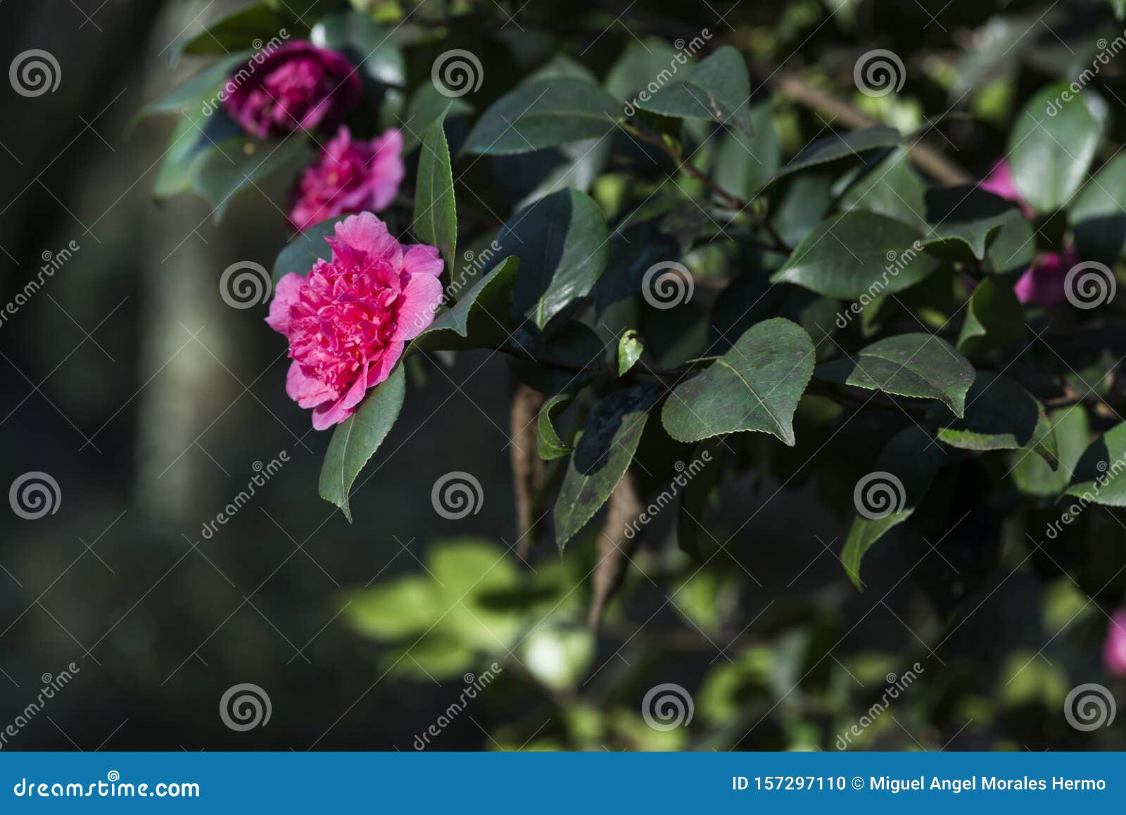 Detalle De Una Camellia Japonica Roja En El Ã¡rbol Foto de archivo - Imagen  de flor, rojo: 157297110