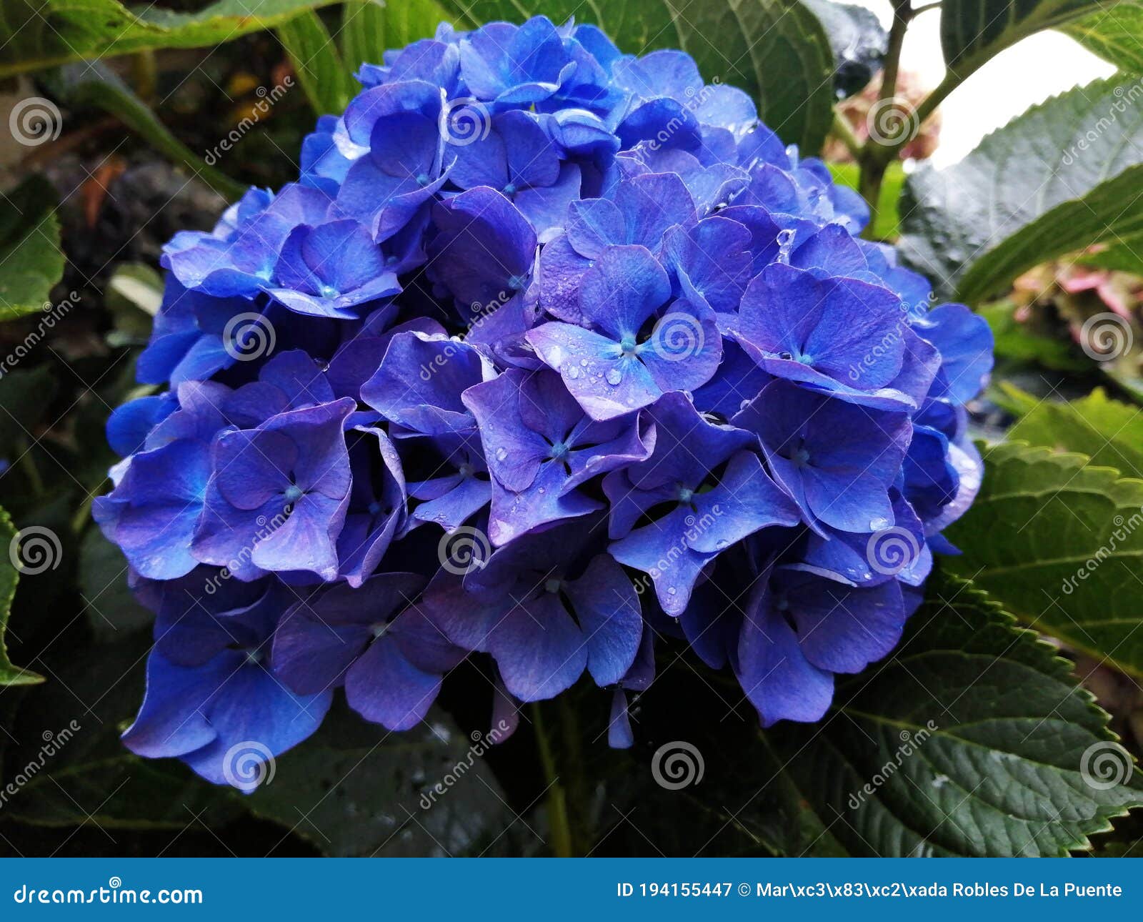 detalle de una hortensia azul despuÃÂ©s de la lluvia