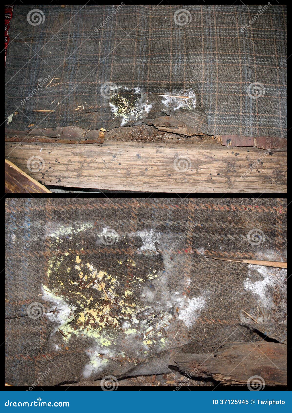 Detalle Del Hongo De Madera Imagen de archivo Imagen de ambiente, enfermo 37125945