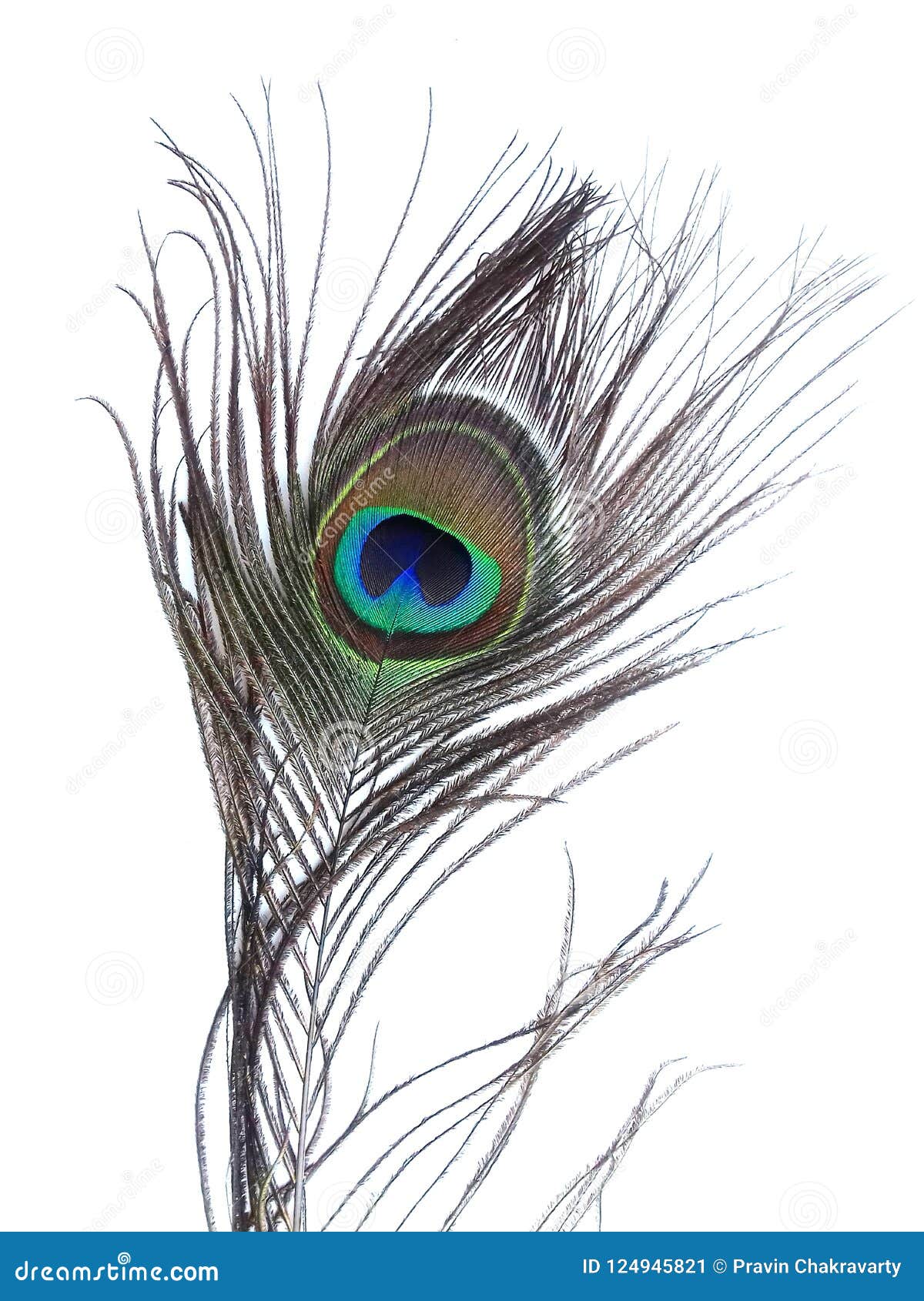 Detalle Del Ojo De La Pluma Del Pavo Real En El Fondo Blanco Imagen de archivo - Imagen de decorativo, oriente: 124945821 Detalle Del Ojo De La Pluma Del Pavo Real En El Fondo Blanco Imagen de archivo - Imagen de decorativo, oriente: 124945821
