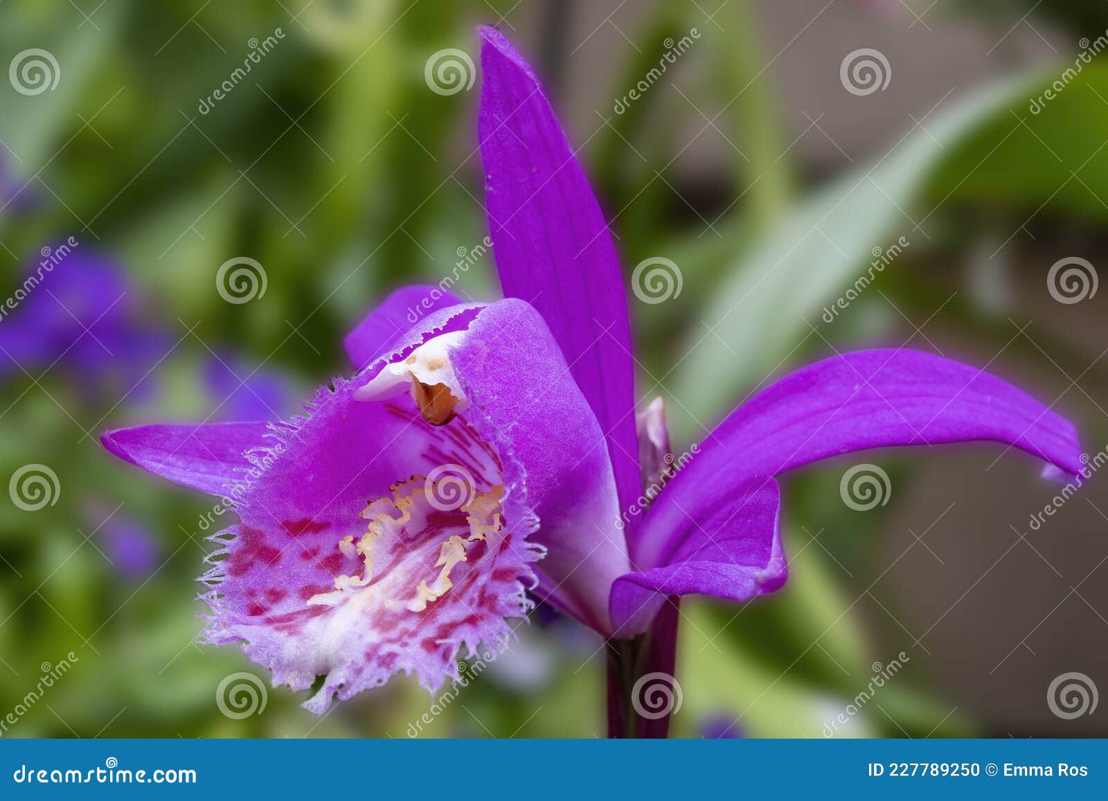 Detalles De Mi Hermosa Orquídea Jardín Pleione Formosana Foto de archivo -  Imagen de flora, detalles: 227789250