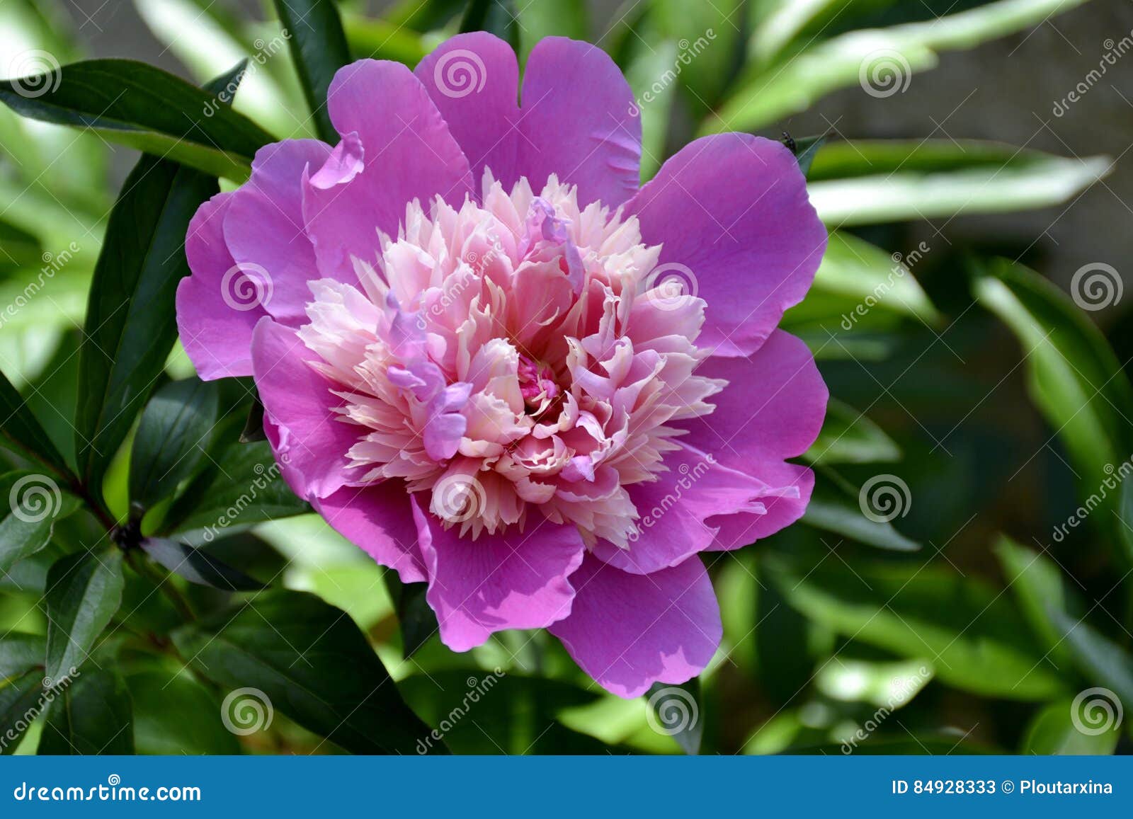 Detalles De Una Begonia Púrpura Imagen de archivo - Imagen de belleza,  detalle: 84928333