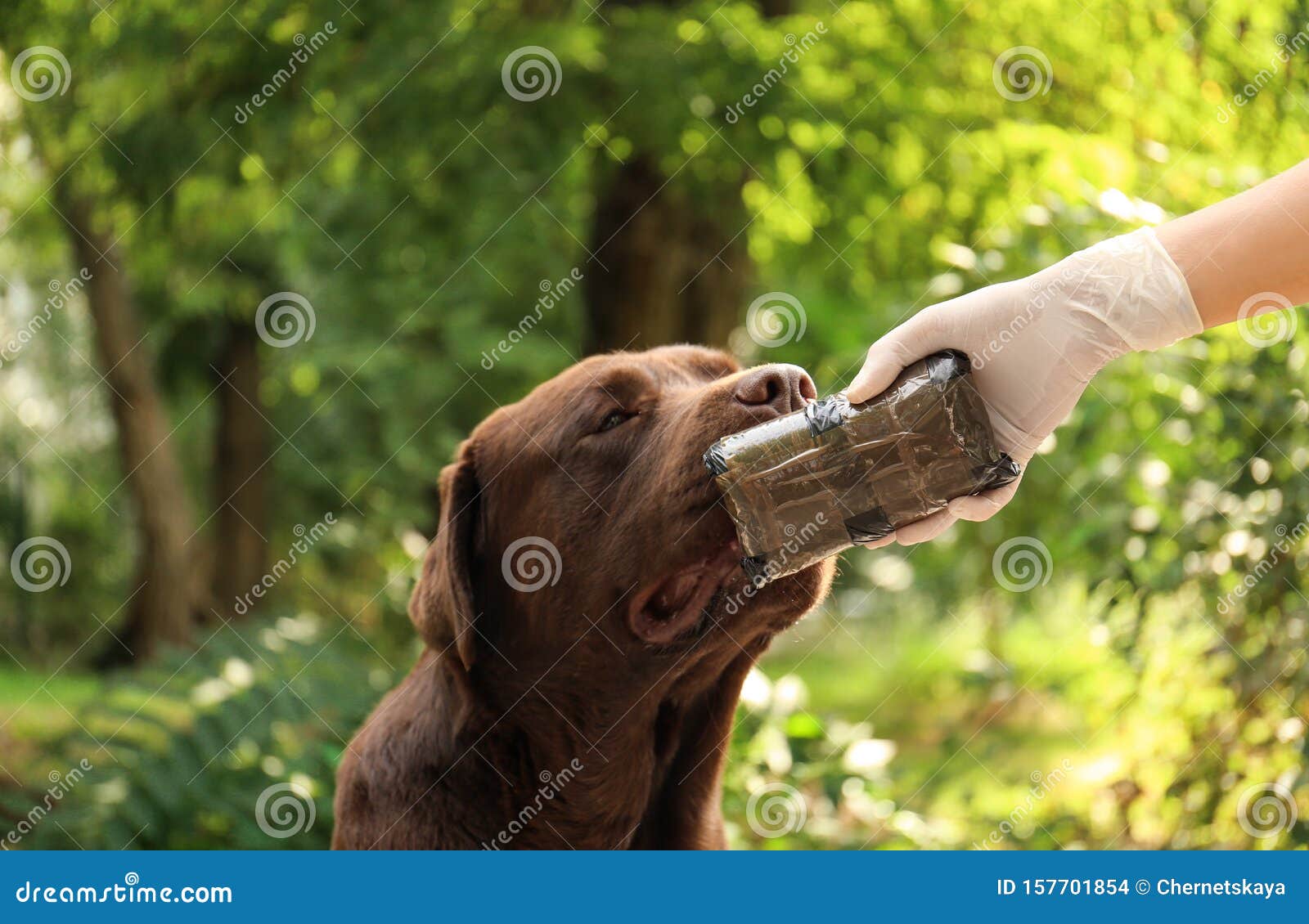 Detection Labrador Dog Pack with Drugs Outdoors Stock Photo Image of