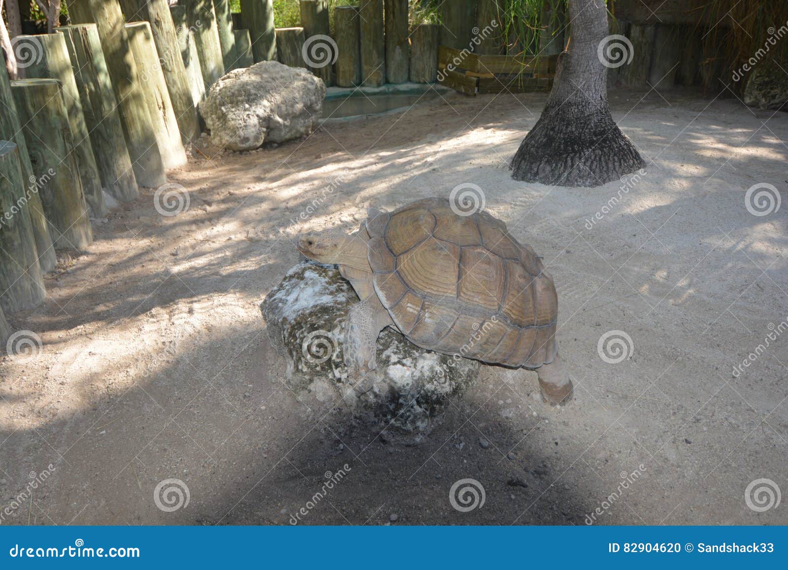 A Tortoise Climbing On A Piece Of Wood Stock Photography