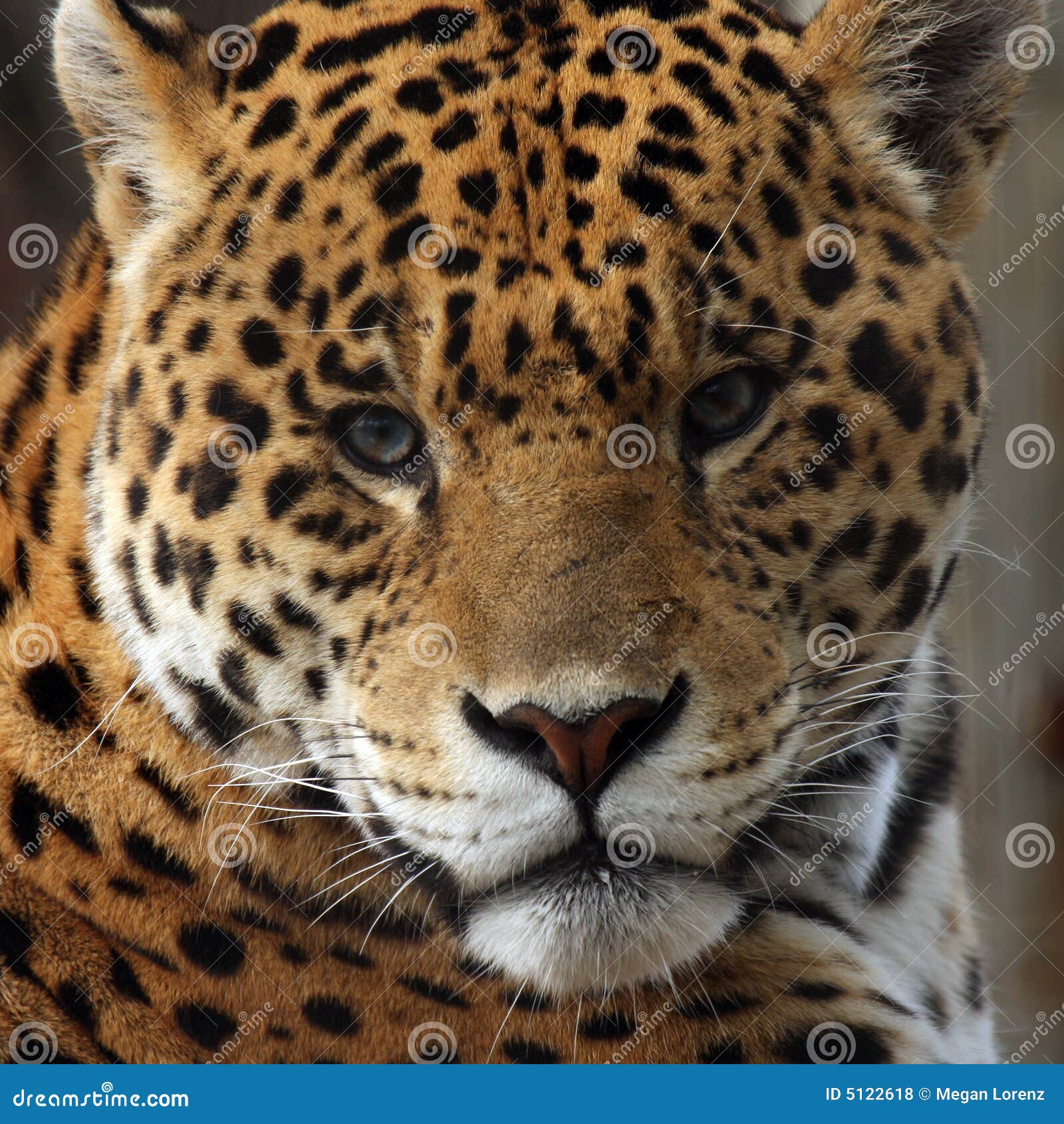 2,350 Jaguares Fotos de stock - Fotos libres de regalías de Dreamstime, image size:1600x1690