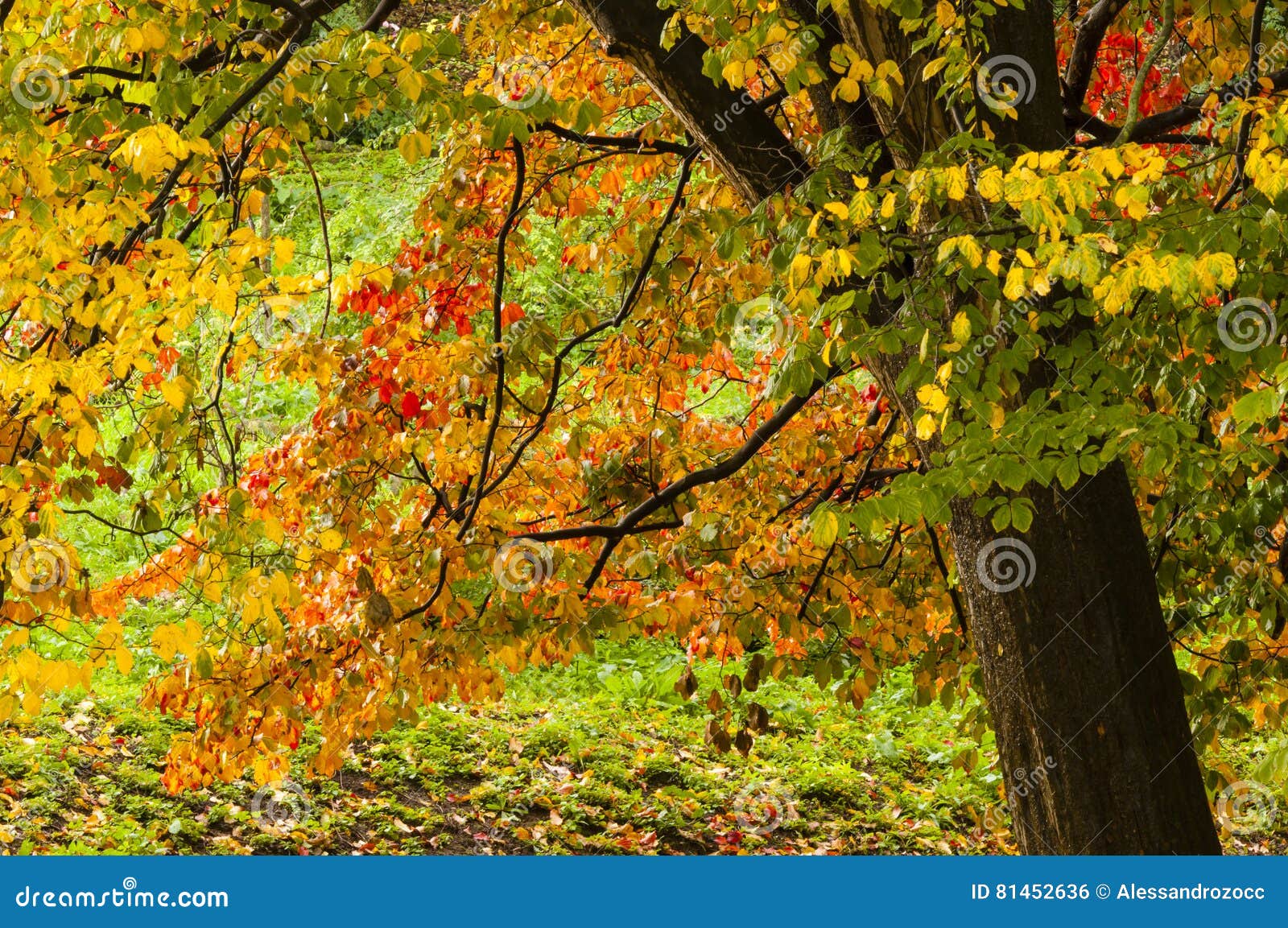 Dettagli Della Natura In Autunno Fotografia Stock Immagine Di Stagione Rosso