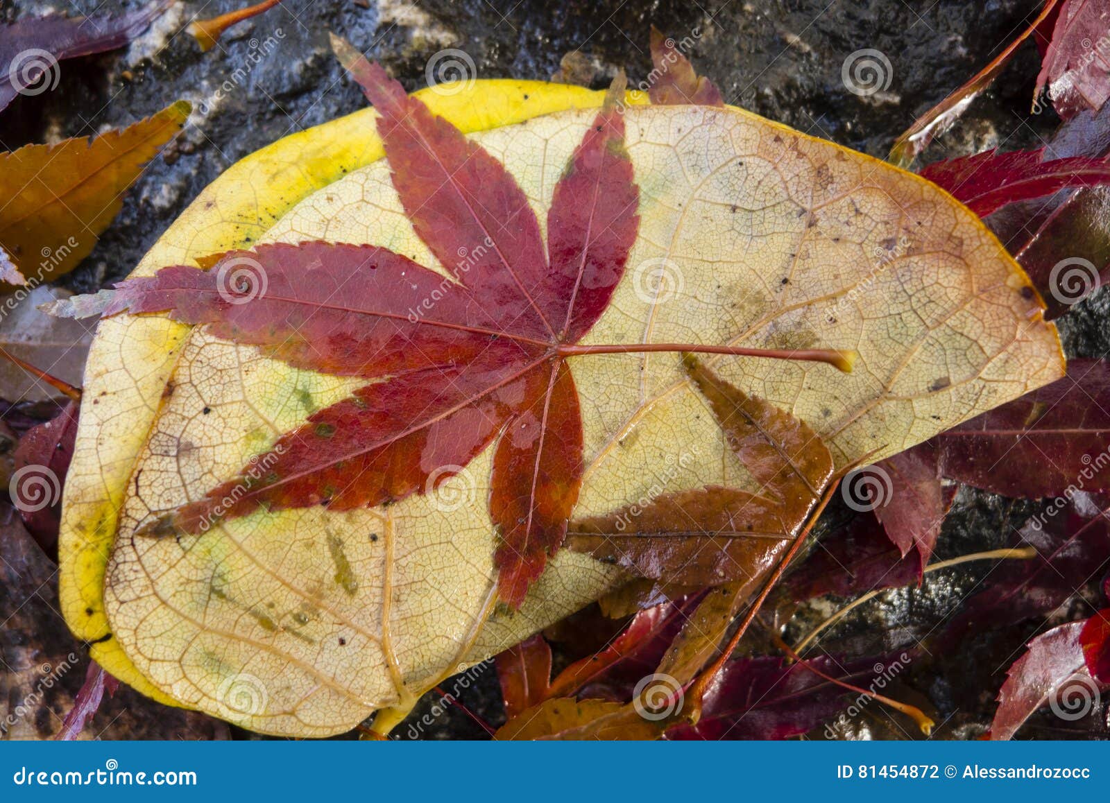 Dettagli Della Natura In Autunno Fotografia Stock Immagine Di Foglio Fogliame
