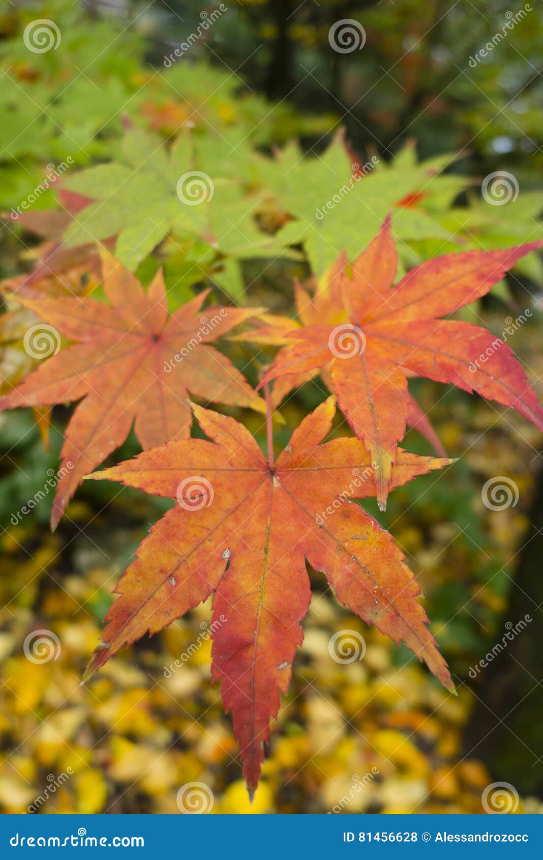 Dettagli Della Natura In Autunno Fotografia Stock Immagine Di Esterno Inverno