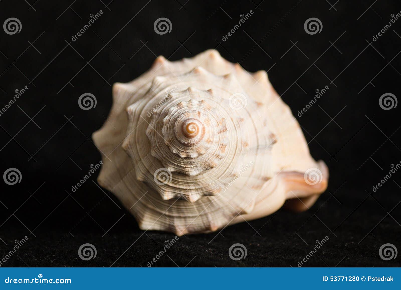 Dettaglio Della Conchiglia A Spirale Fotografia Stock Immagine Di Mollusco Gasteropodo 53771280