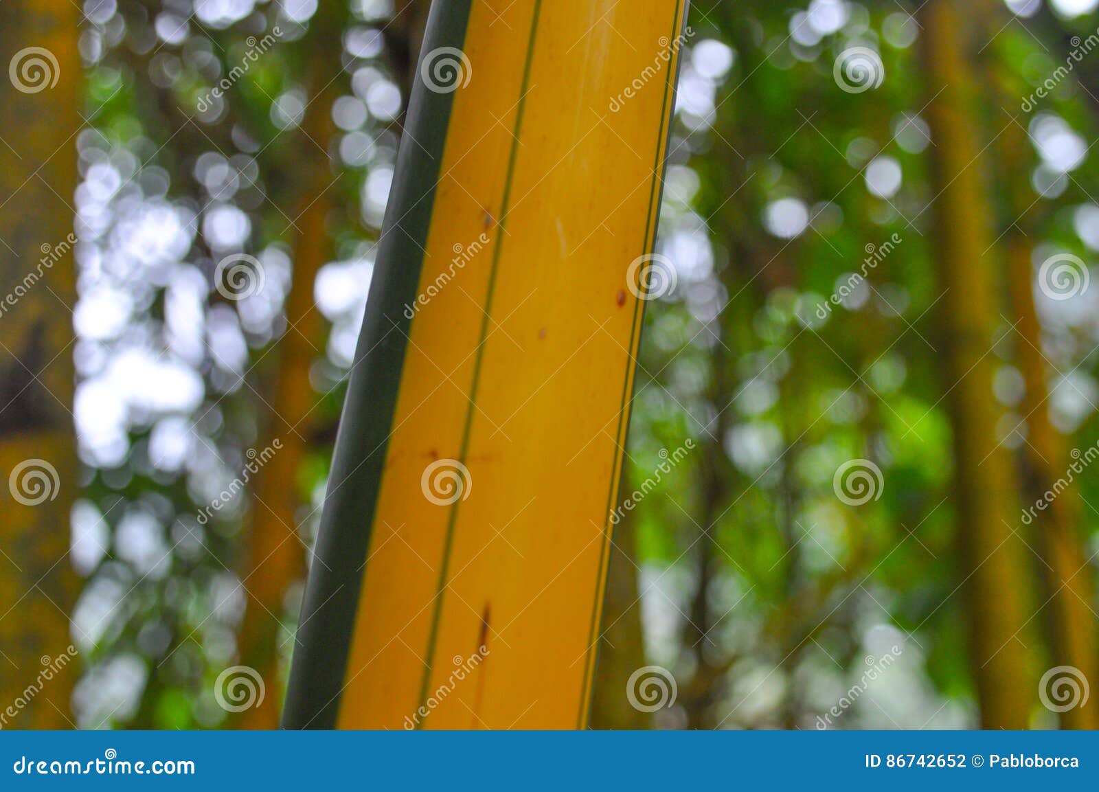 Vista di un dettaglio di bambù verde e marrone
