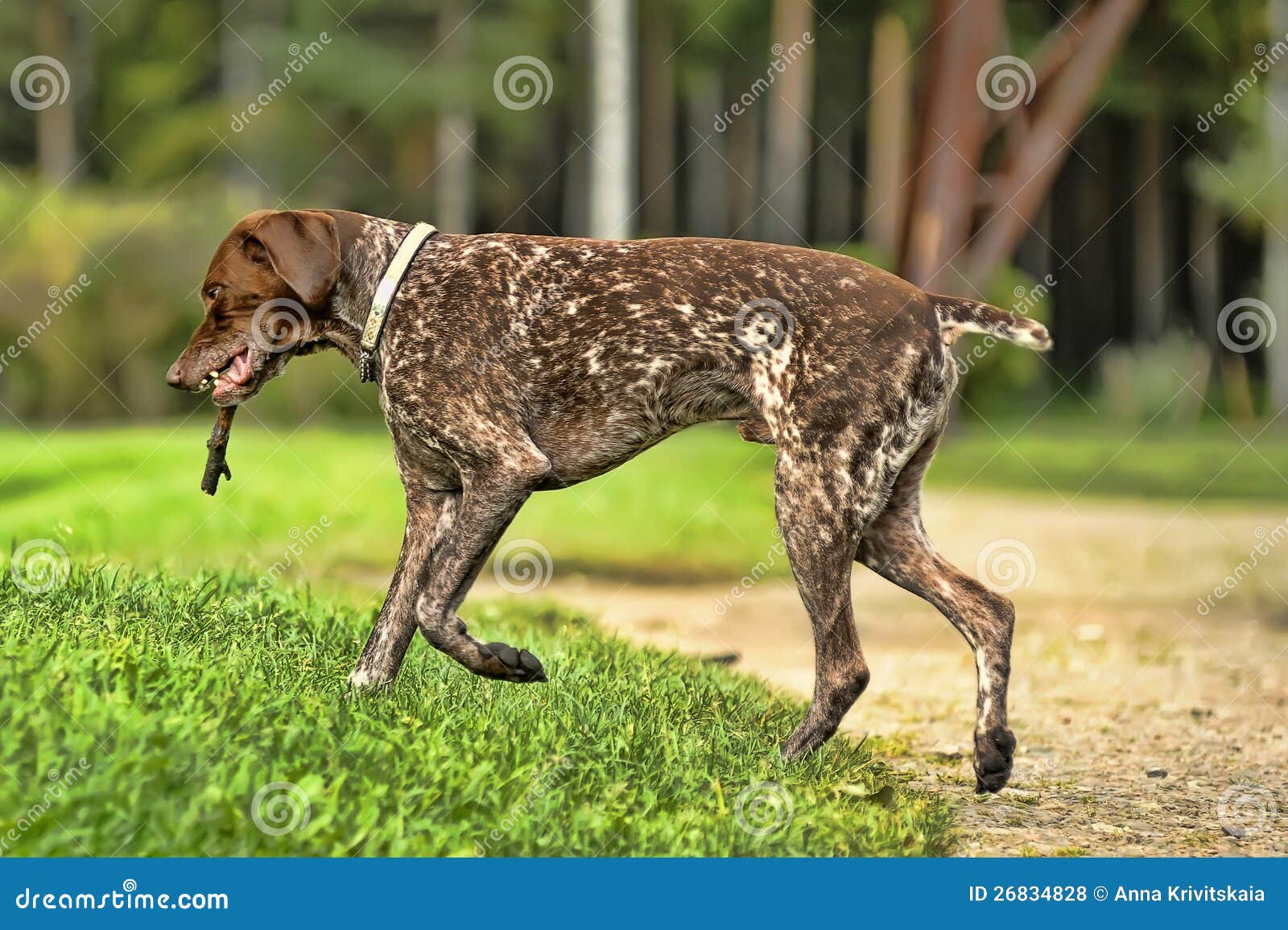 Deutsch Kurzhaar stock photo. Image of looking, color - 26834828