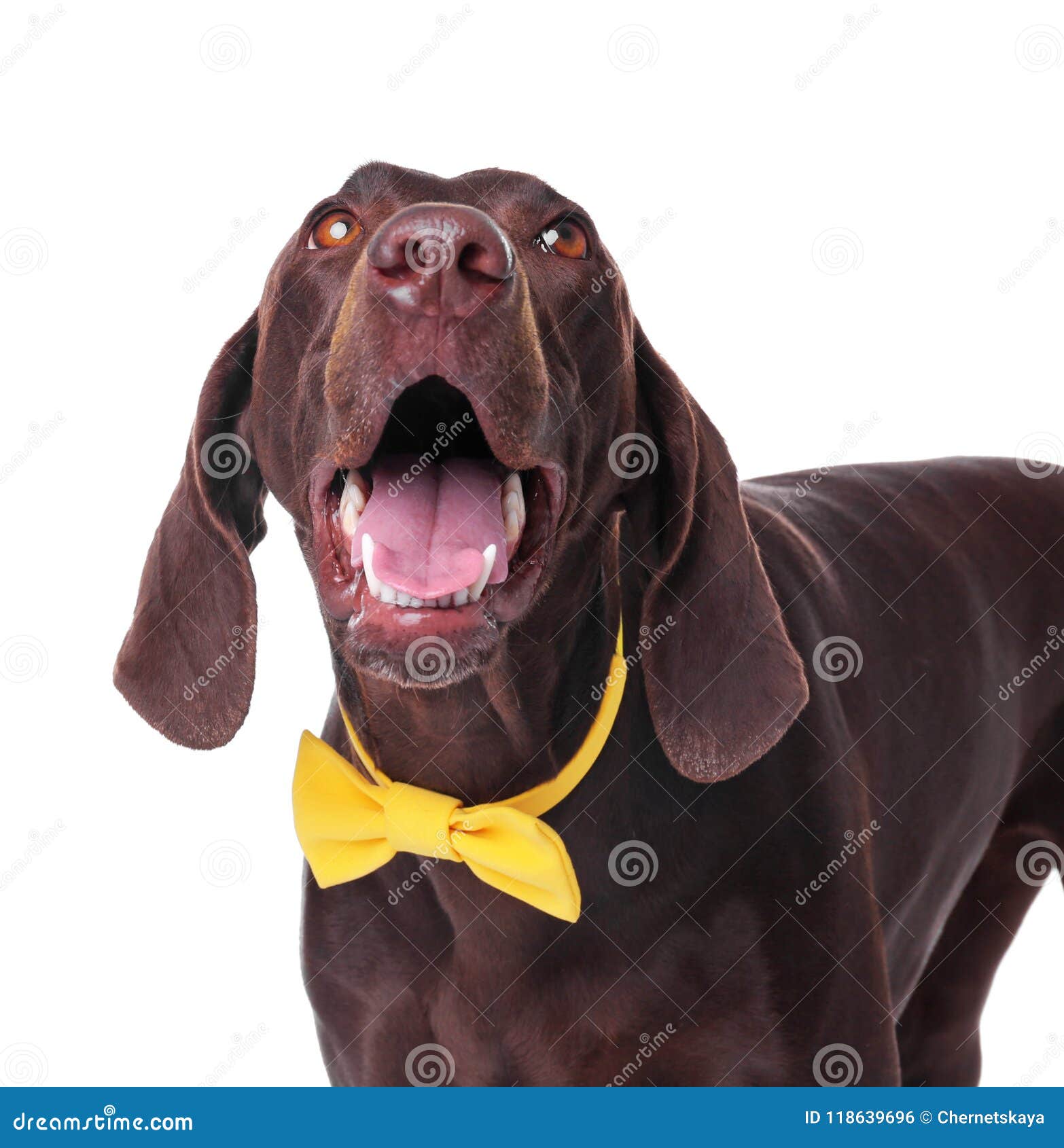 Deutsch KurzhaarHund Mit Fliege Stockfoto Bild von inländisch