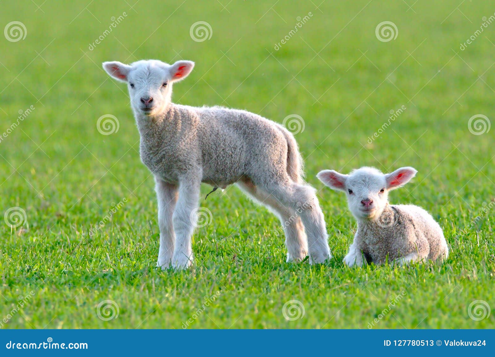 Deux Agneaux De Bebe Image Stock Image Du Curieux Agriculture