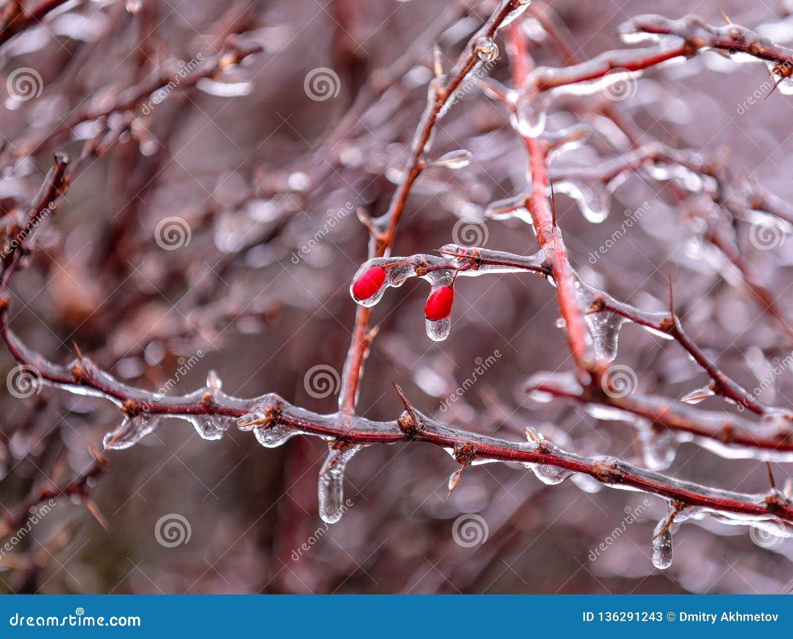 Deux baies tardives d'hiver couvertes de la glace. Vers le haut de la photo étroite de deux baies tardives d'hiver accrochant sur des branches de buisson couvertes de croûte mince de glace