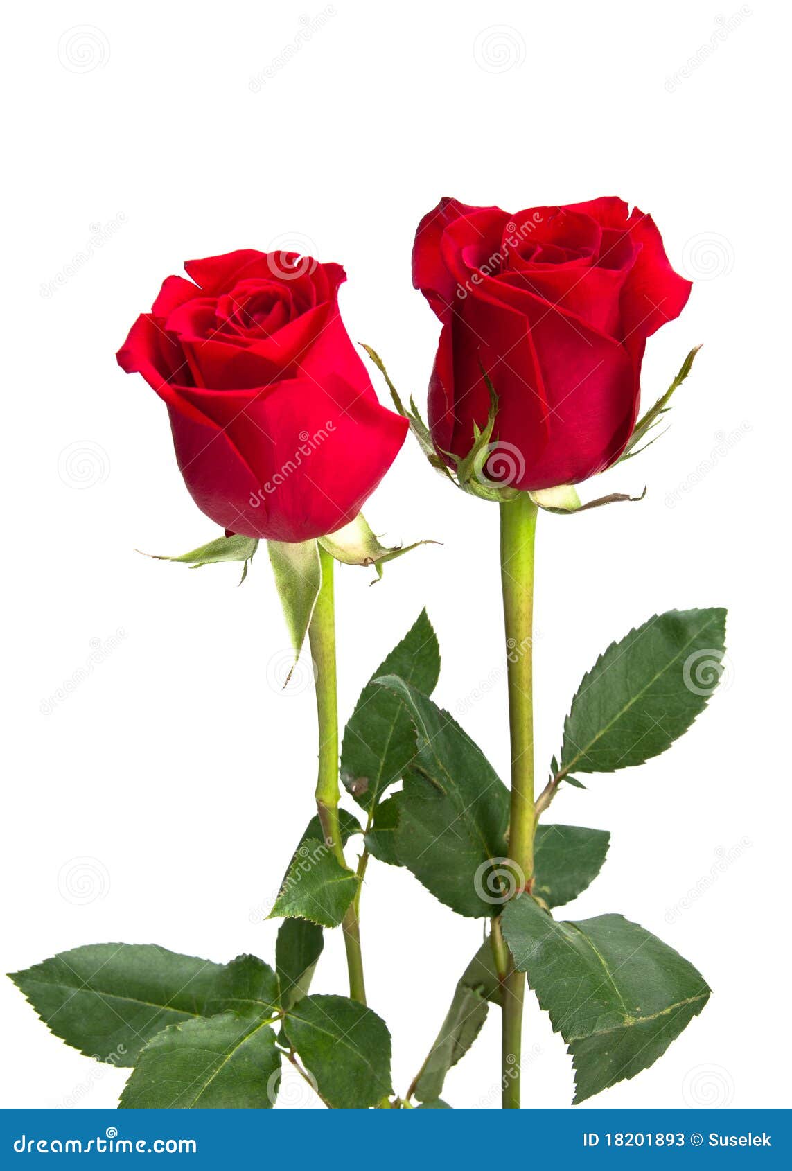 Deux Belles Roses Rouges Sur Isoler Le Fond Image stock - Image du  centrale, cadeau: 18201893