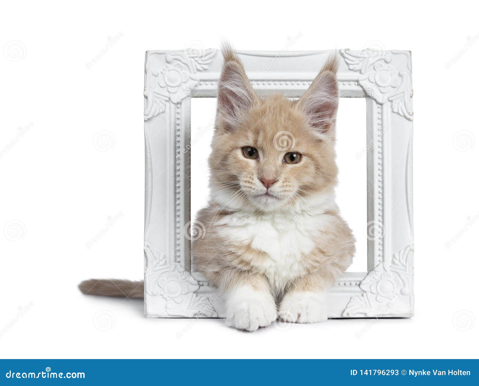 Deux Chatons Mignons De Chat De Maine Coon Se Reposant A Cote Sur Le Fond Blanc Image Stock Image Du Trame Projectile