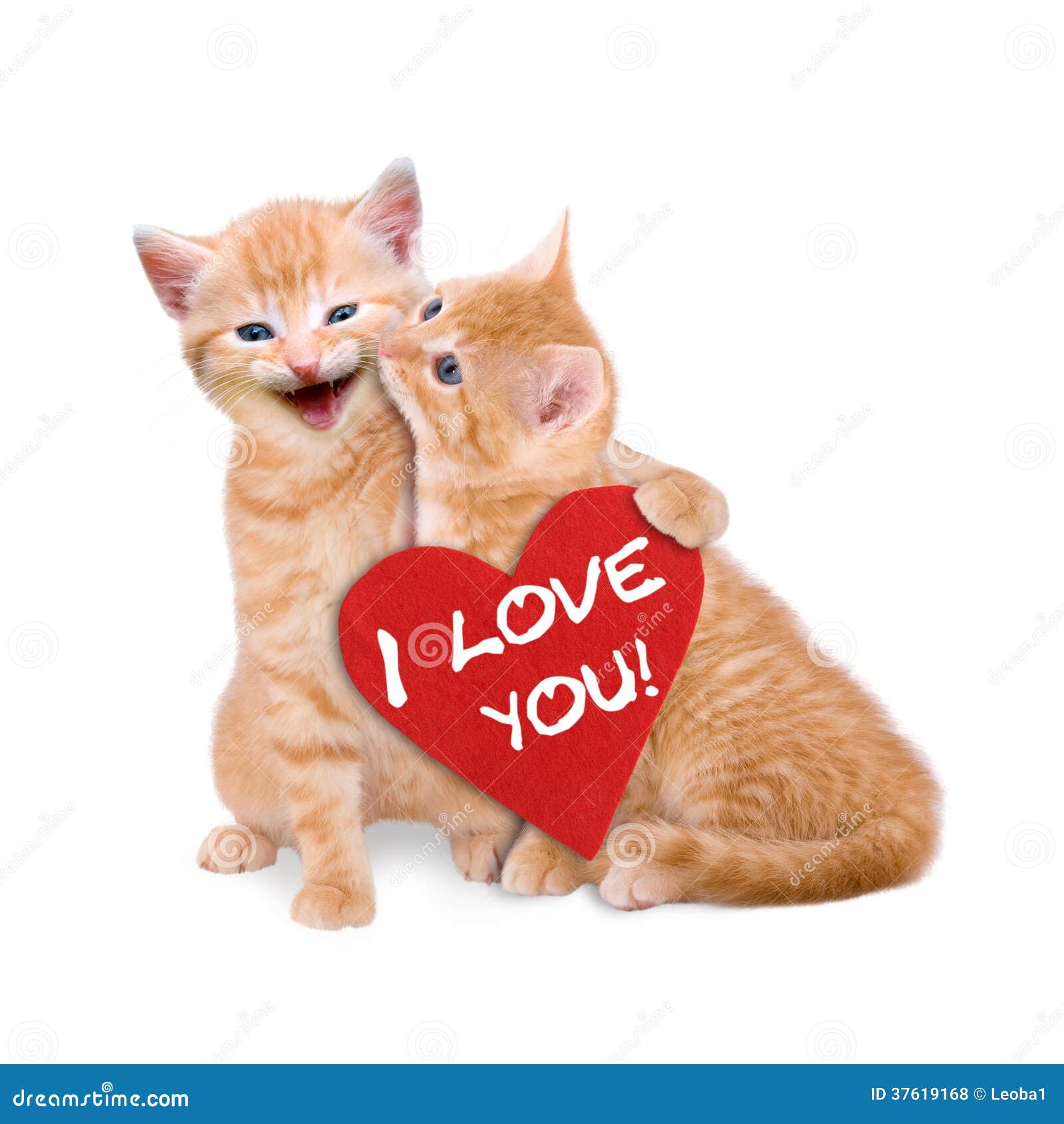 Deux Chats Dans L Amour Photo Stock Image Du Romantique