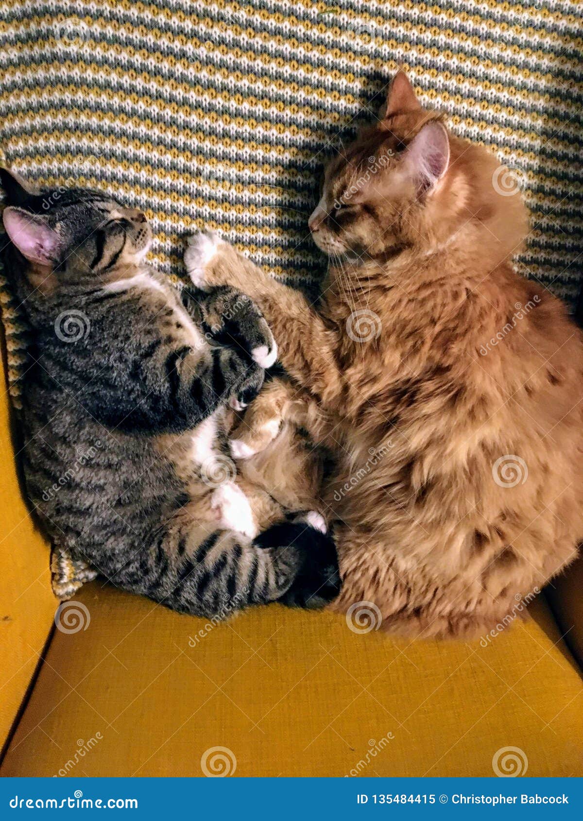 Deux Chats Faisant Une Sieste Ensemble Dans Une Chaise Jaune Chacun Des Deux Sont Courbes Dans Une Boule Se Trouvant De Leurs Cot Image Stock Image Du Older Ventre
