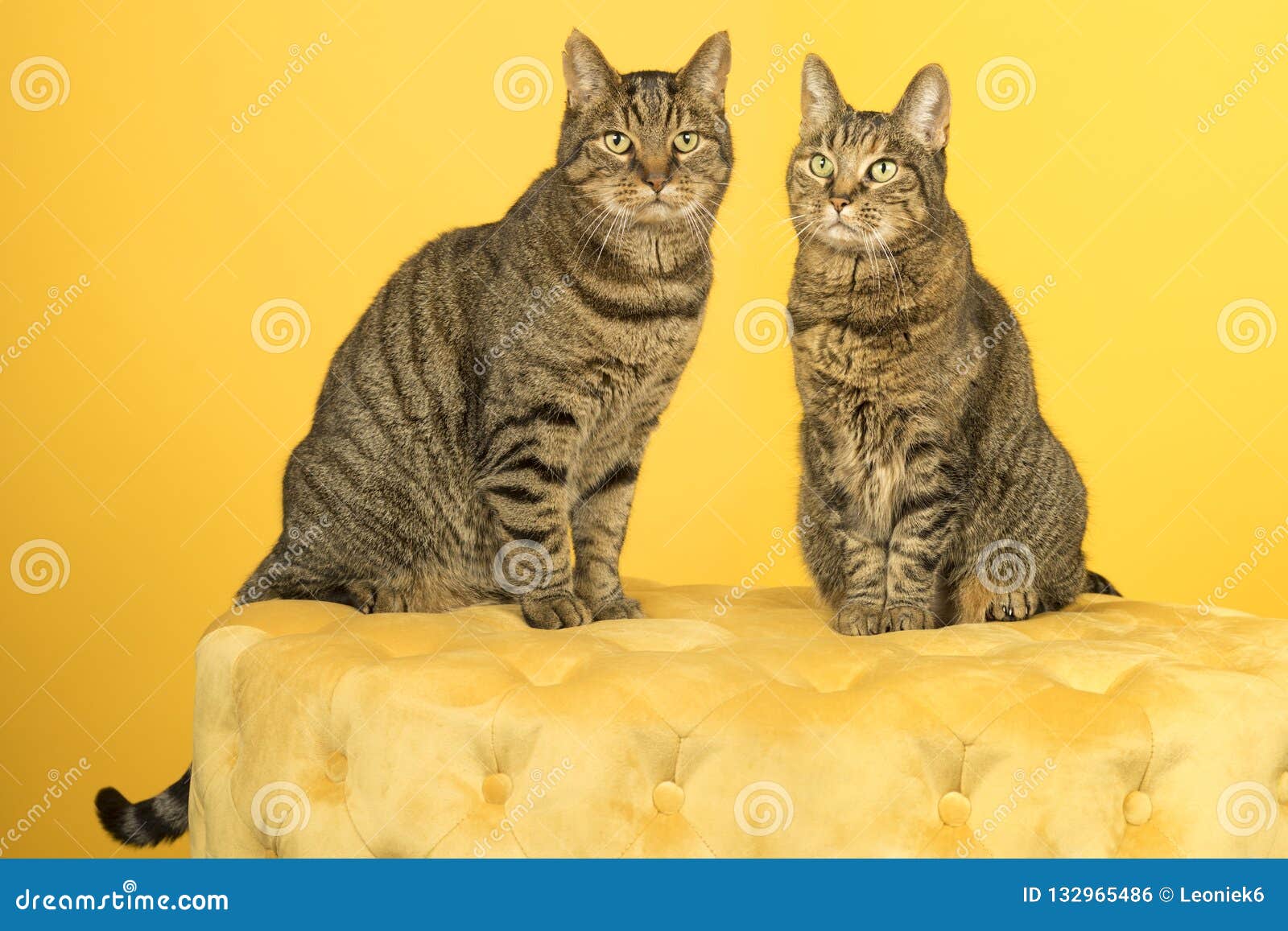 Deux Chats Tigres De Shorthair Europeen Male Et Femelle S Asseyant Sur Un Souffle Jaune De Chesterfield Sur Un Fond Jaune Photo Stock Image Du Celebration Kitty Deux Chats Tigres De Shorthair Europeen Male Et Femelle S Asseyant Sur Un Souffle Jaune De Chesterfield Sur Un Fond Jaune Photo Stock Image Du Celebration Kitty