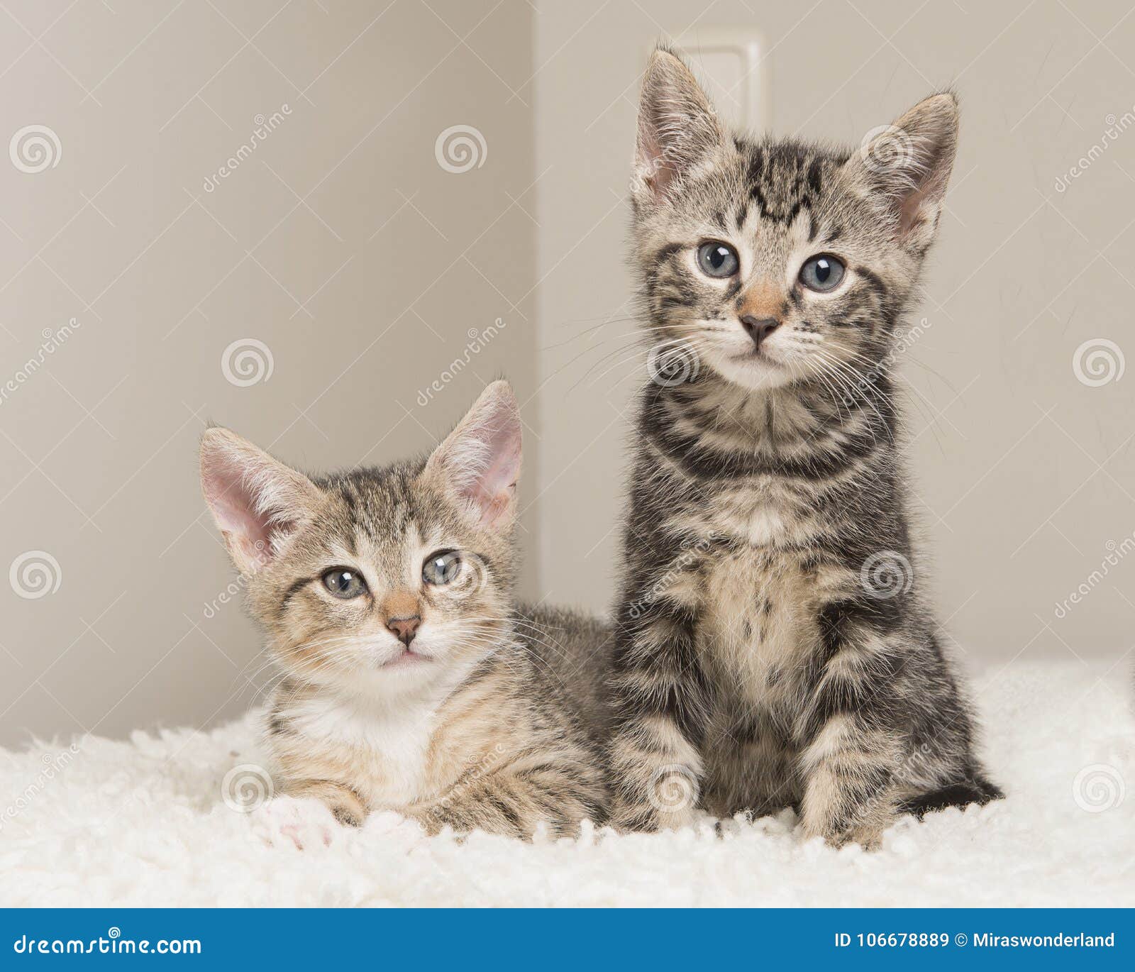 Deux Chats Tigres Mignons De Bebe Dans Un Salon Se Reposant A Cote De Chaque O Image Stock Image Du Chacun Ensuite