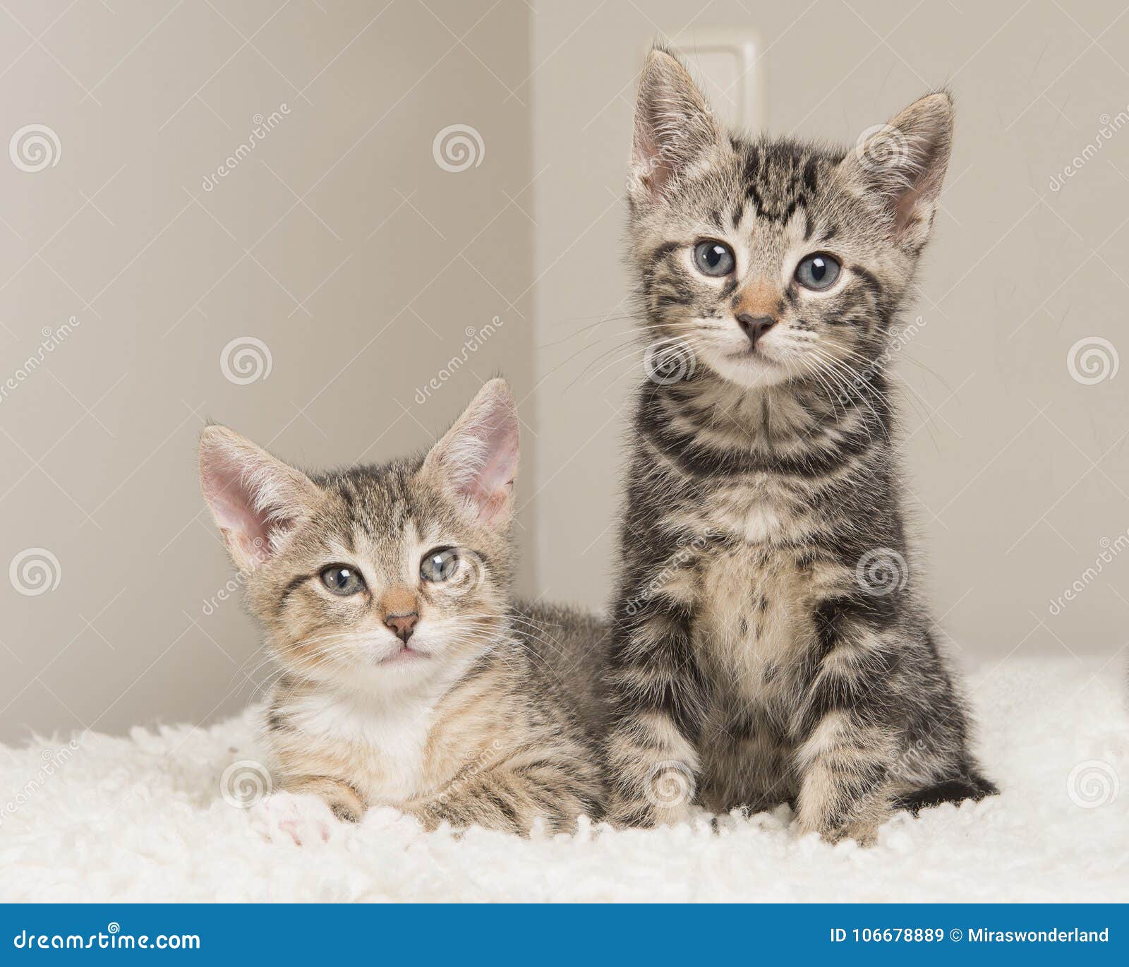 Deux Chats Tigres Mignons De Bebe Dans Un Salon Se Reposant A Cote De Chaque O Image Stock Image Du Chacun Ensuite Deux Chats Tigres Mignons De Bebe Dans Un Salon Se Reposant A Cote De Chaque O Image Stock Image Du Chacun Ensuite