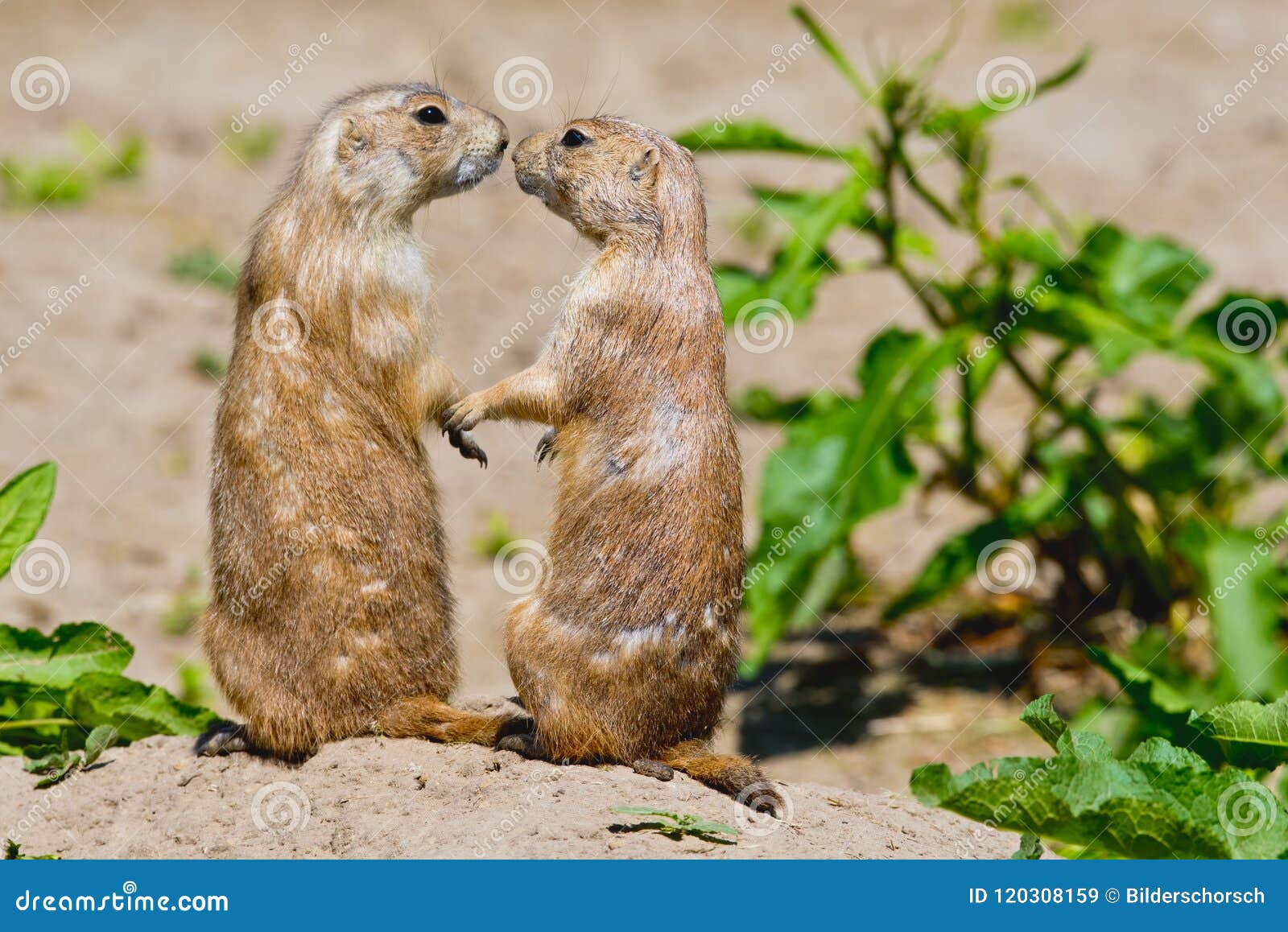 Deux Chiens De Prairie Se Donnent Un Baiser Image stock Image du