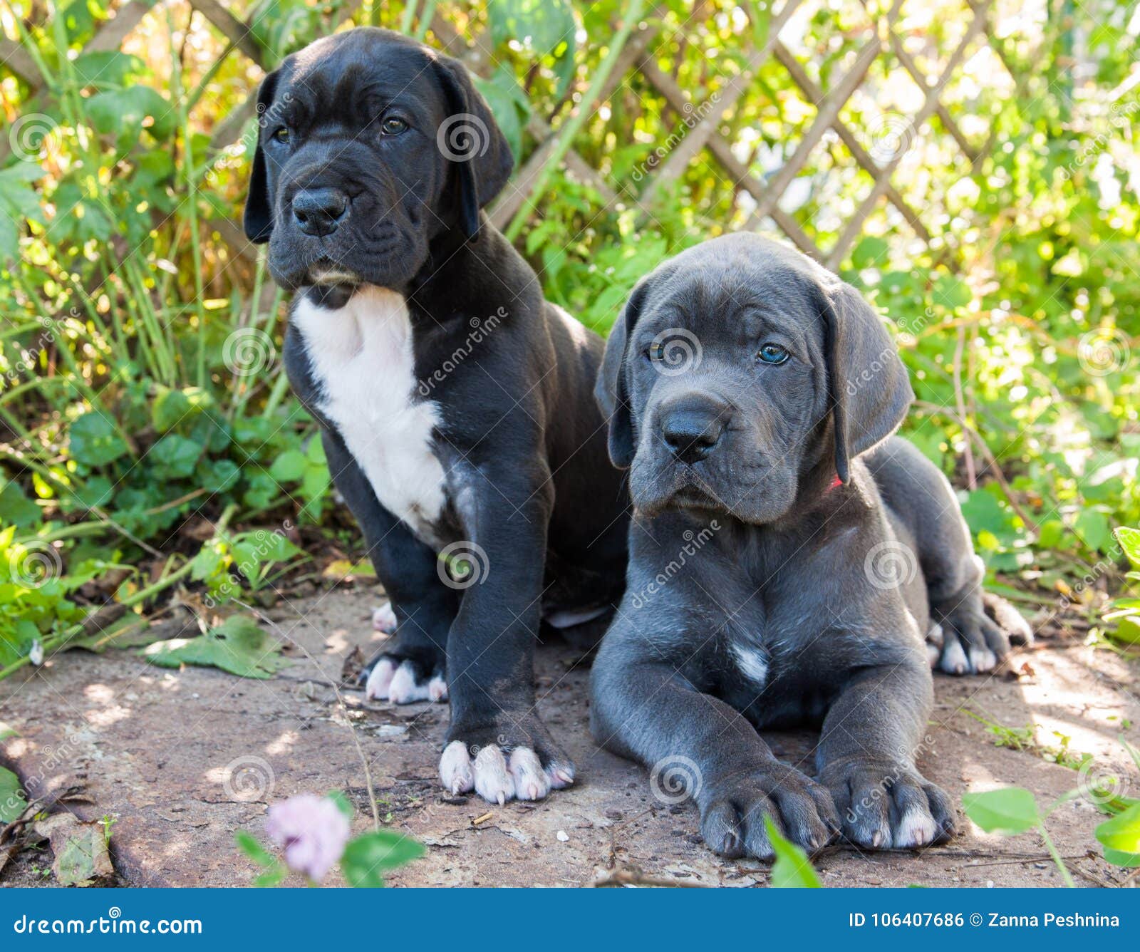Deux Chiots De Chiens De Gray Great Dane Extérieurs Photo