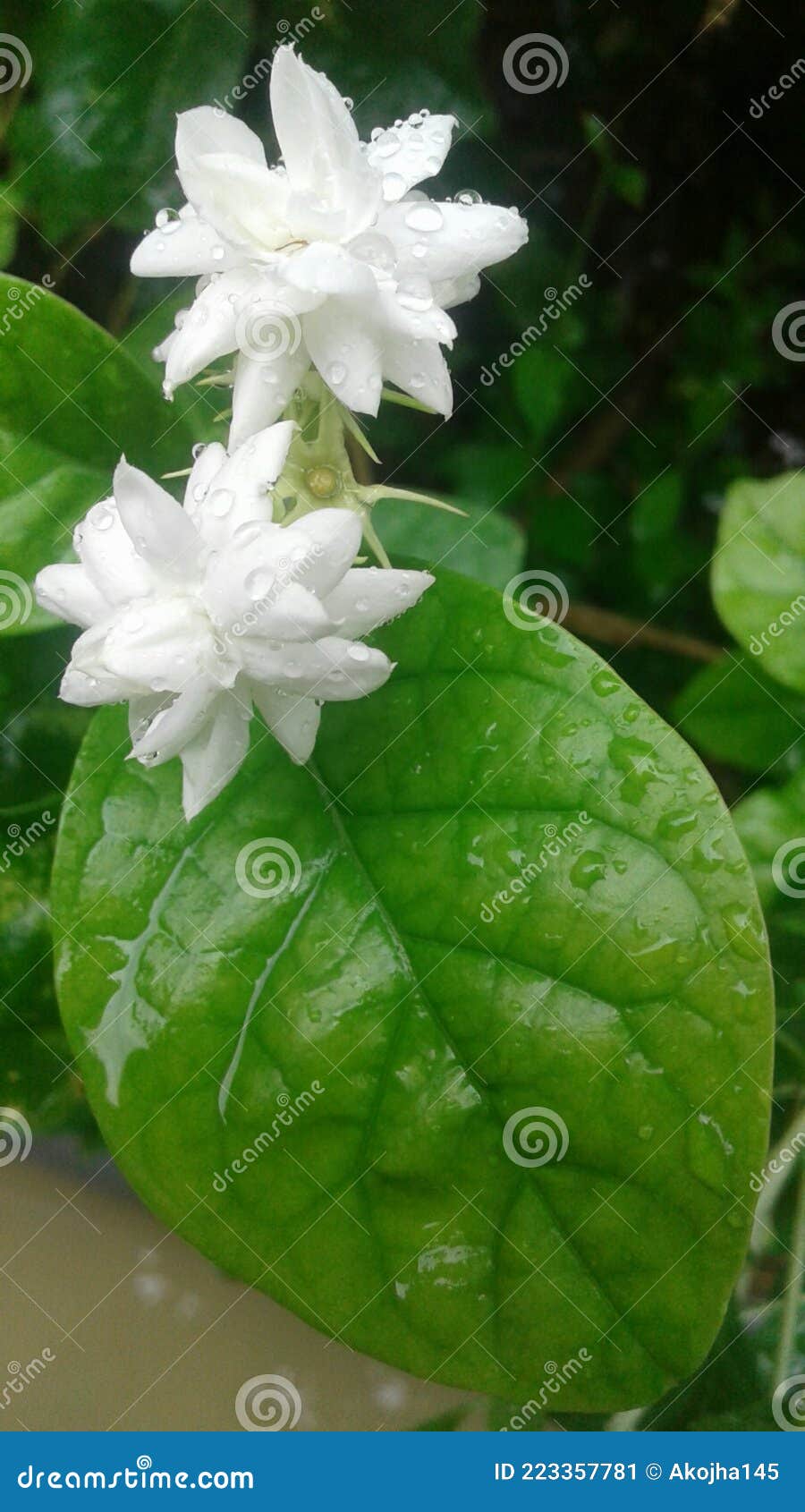 Deux Fleurs Blanches Aux Feuilles Vertes Sous La Pluie. Image stock - Image  du congé, asie: 223357781