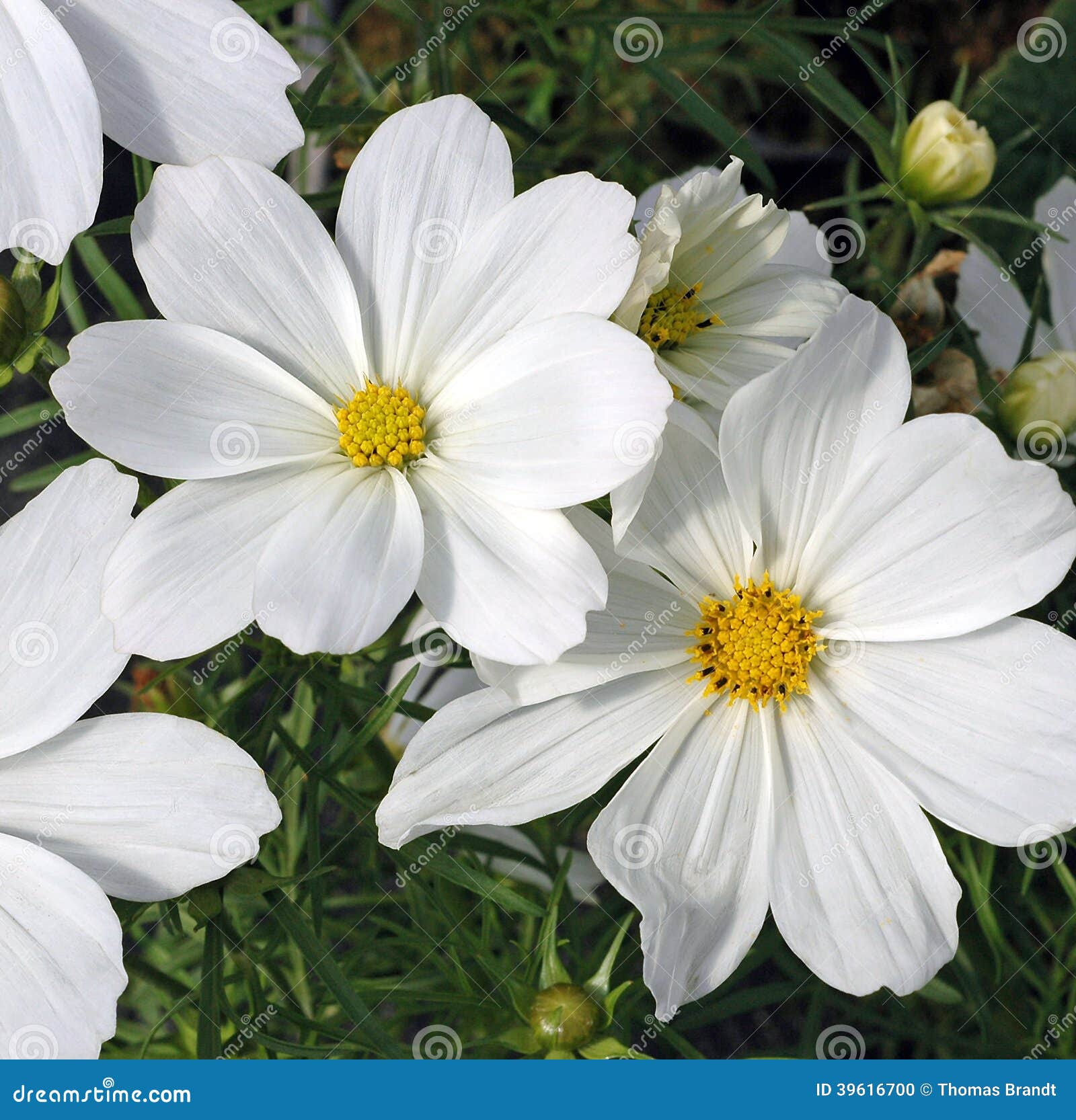 Deux Fleurs Blanches De Cosmos Photo stock - Image du normal, horticulture:  39616700