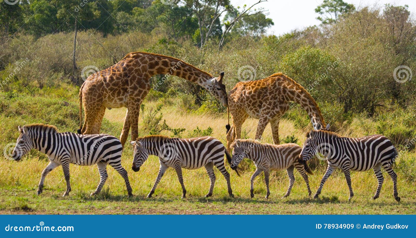 Deux Girafes Dans La Savane Avec Des Zèbres Kenya Tanzania 