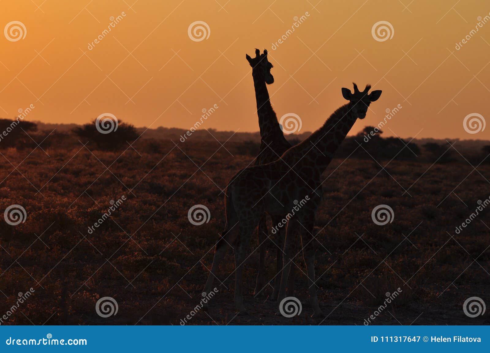 Deux Girafes Sauvages Sur Le Coucher Du Soleil Dans La