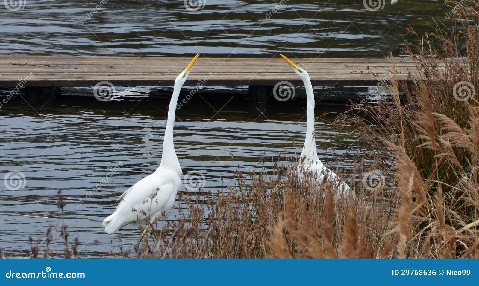 Combat blanc de hérons. Deux hérons blancs de géants combattant dans le lac