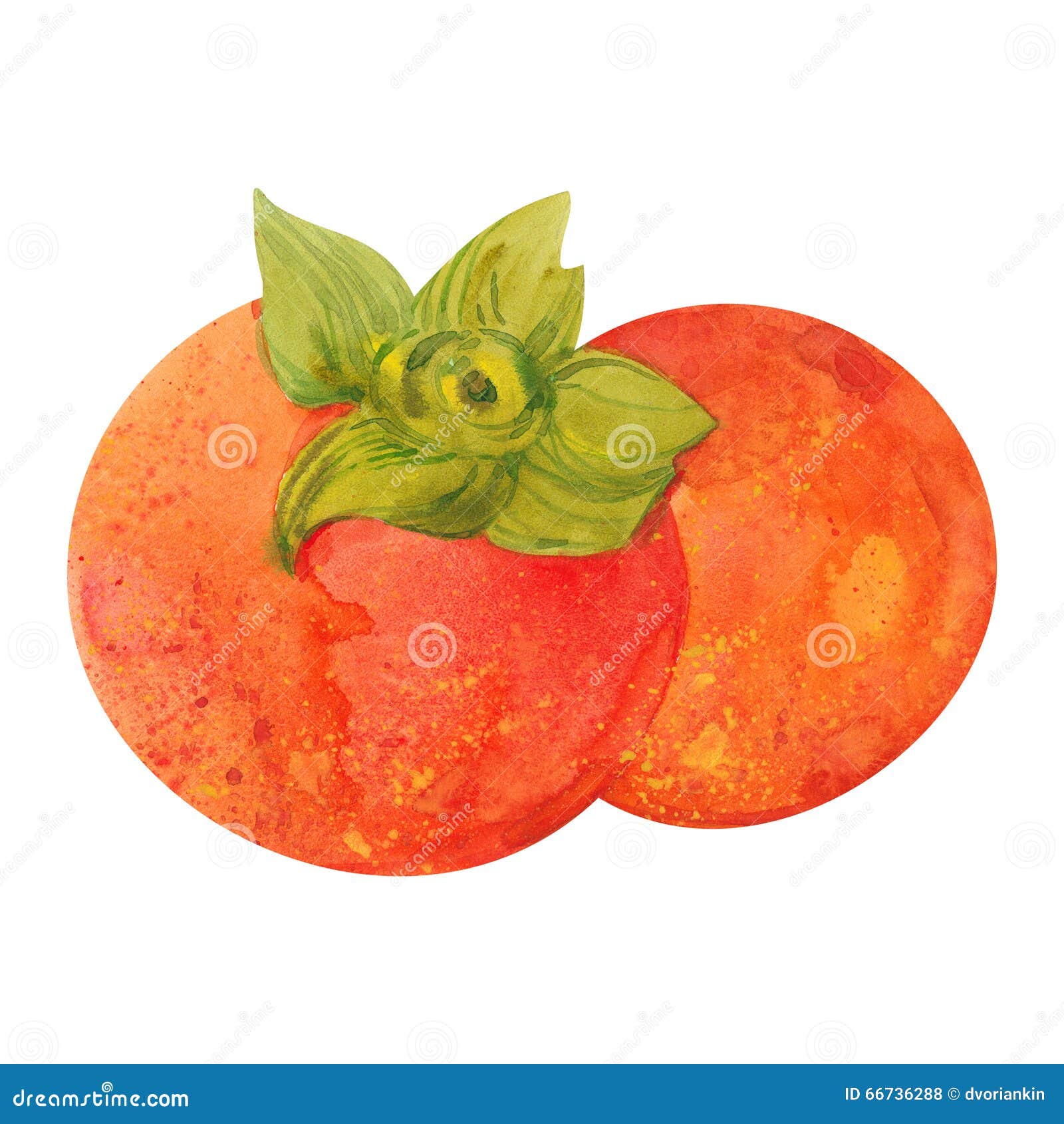 Deux kakis d'aquarelle illustration stock. Illustration du été 66736288