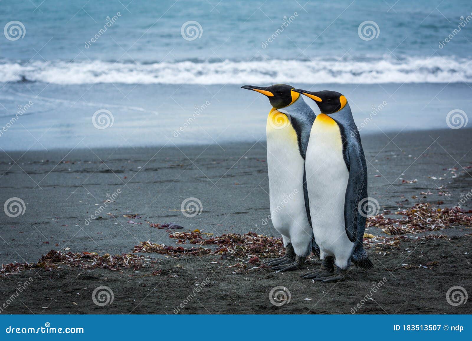 Image De Manchots Sur Une Image De Plage Deux Manchots Royaux Debout Côte à Côte Sur La Plage Image stock - Image du nature, oiseau: 183513507