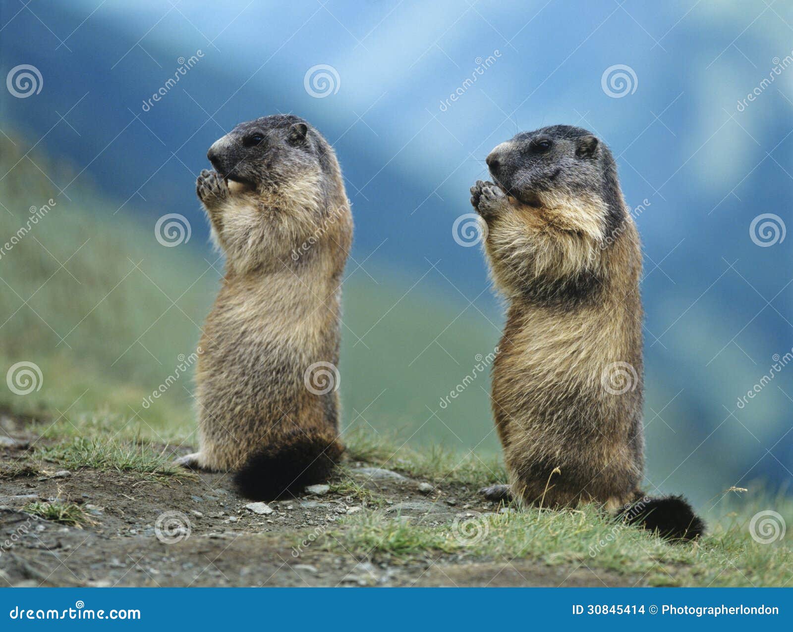 Deux marmottes photo stock. Image du imitation, longueur - 30845414
