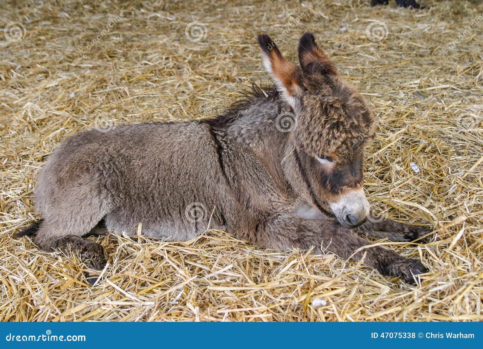 Deux Mois De Youn De Bebe De Poulain D Ane Se Reposant Sur La Paille Photo Stock Image Du Poulain Cheri Deux Mois De Youn De Bebe De Poulain D Ane Se Reposant Sur La Paille Photo Stock Image Du Poulain Cheri