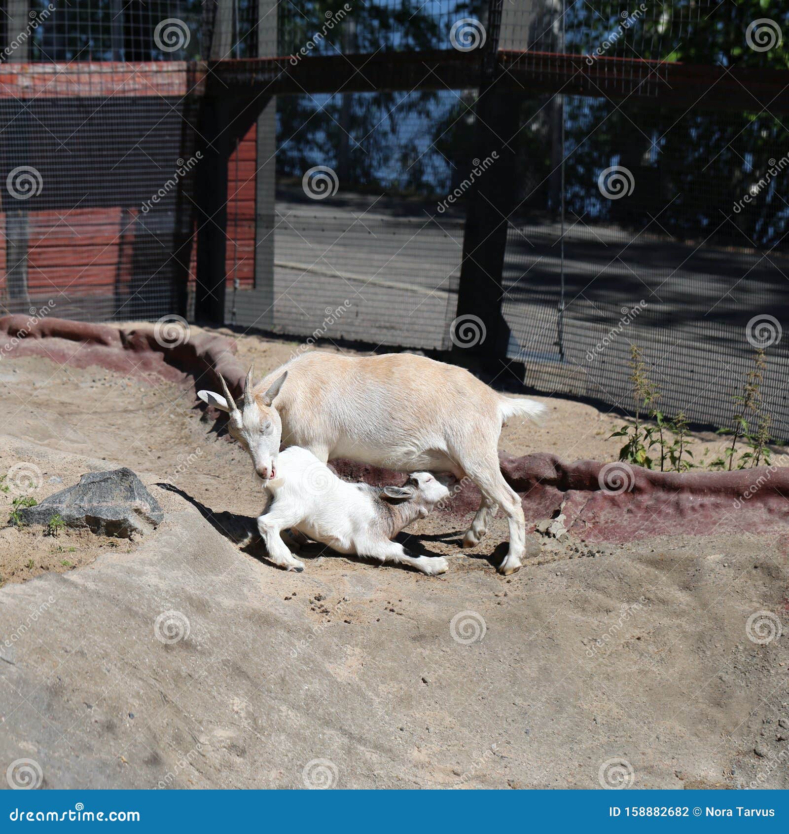 Deux Petites Chevres Une Chevre Maman Et Une Chevre Bebe Photo Stock Image Du Nature Grange 156 Deux Petites Chevres Une Chevre Maman Et Une Chevre Bebe Photo Stock Image Du Nature Grange 156