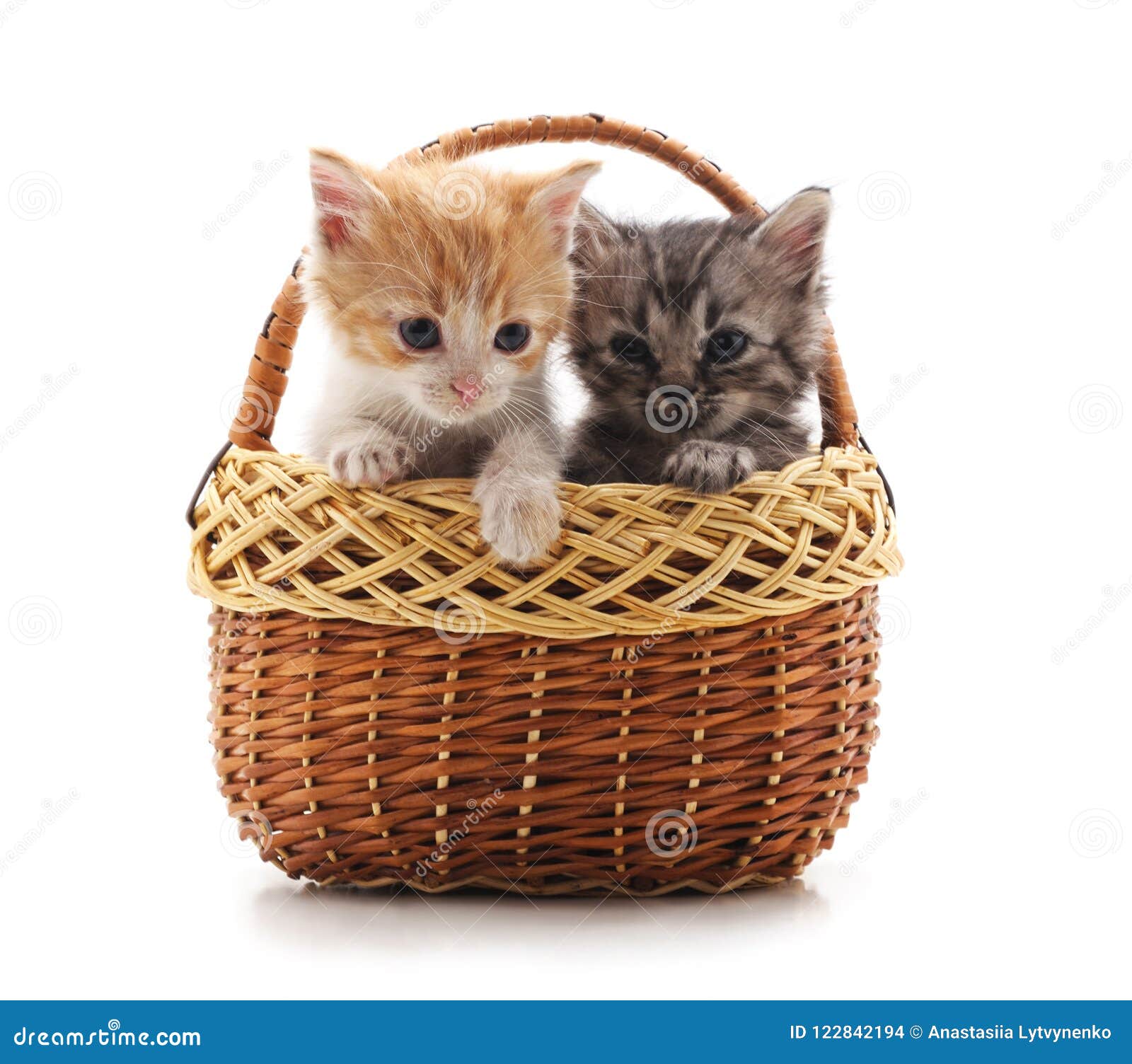 Deux Petits Chatons Dans Le Panier Photo Stock Image Du Gris Attentif