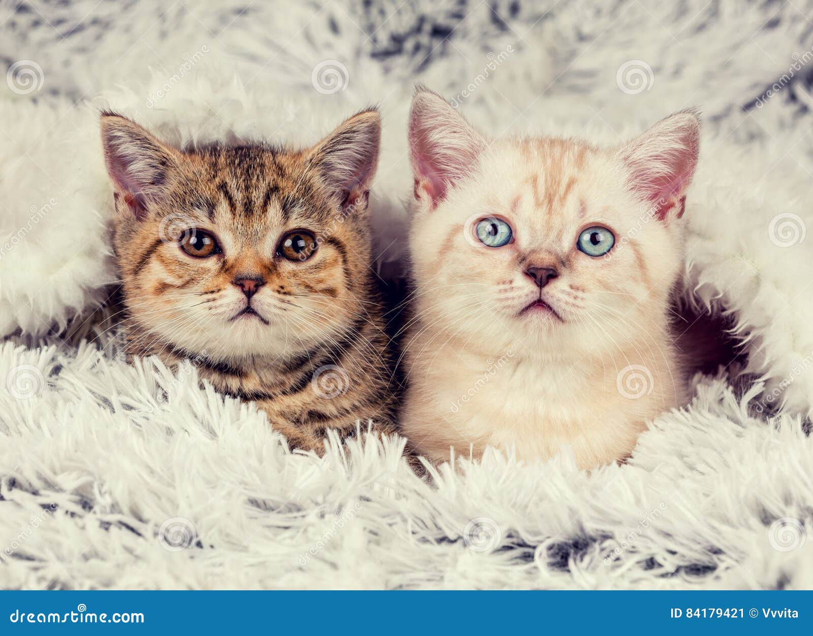 Deux Petits Chatons Mignons Image Stock Image Du Oeil Cheri