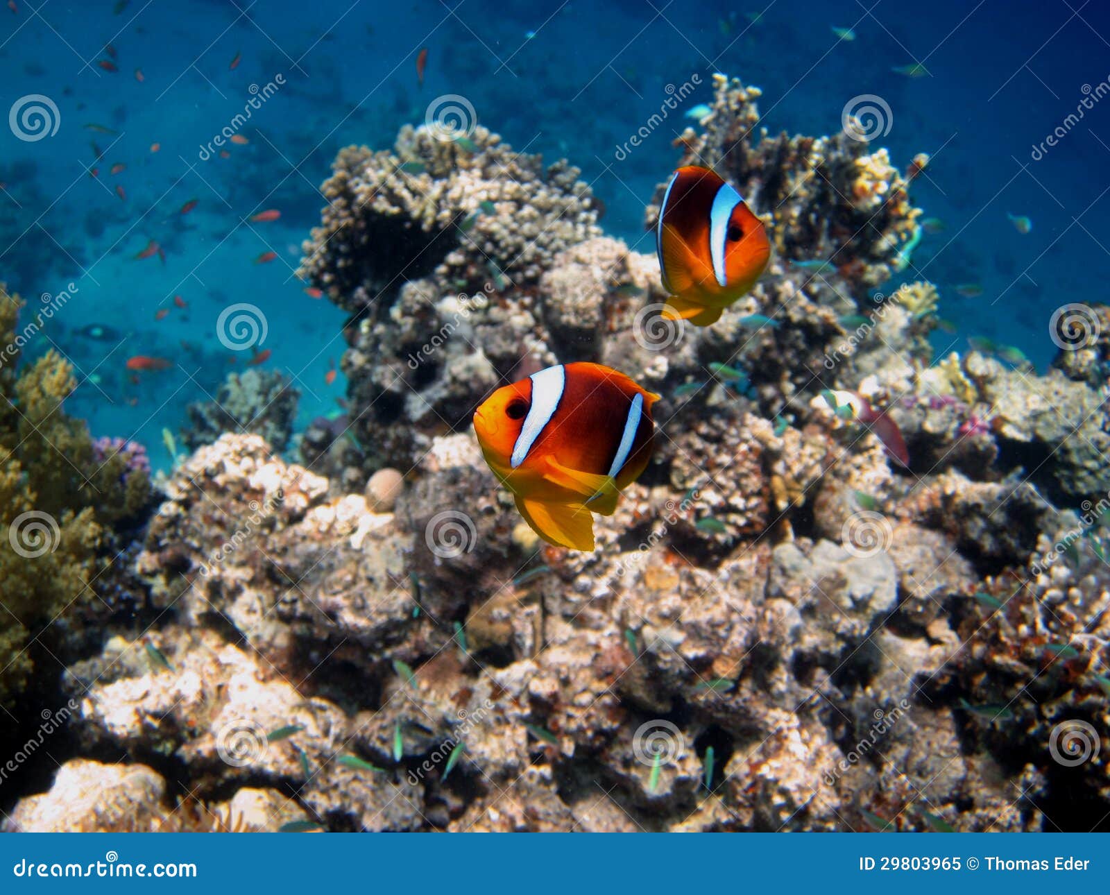 Deux Poissons D'anémone De La Mer Rouge Image stock Image du exotique